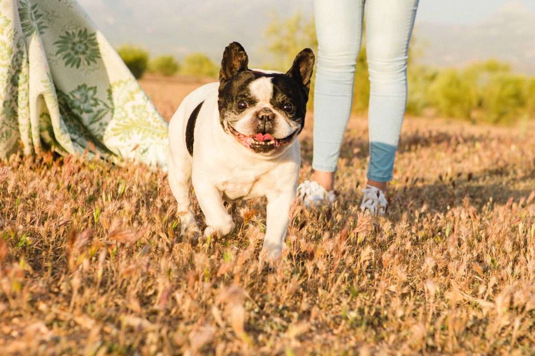 preboda en Malaga con perro 061