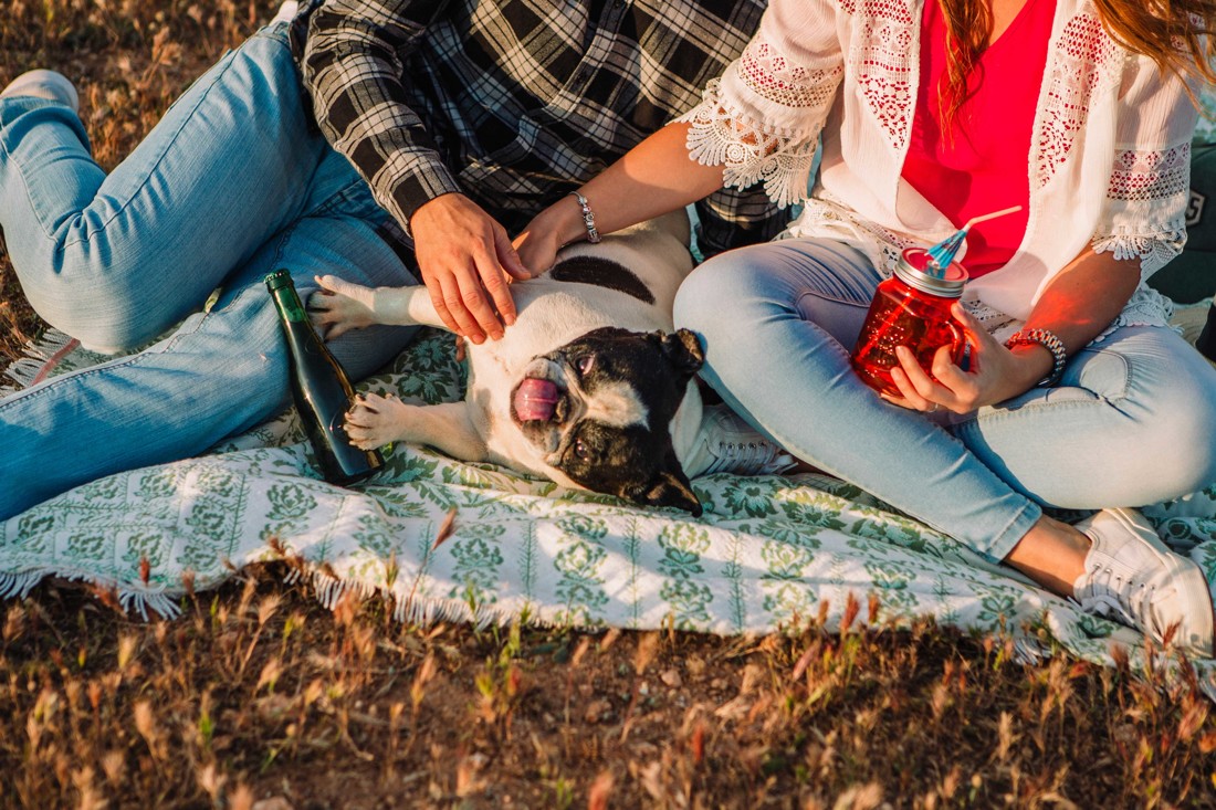 preboda en Malaga con perro 063