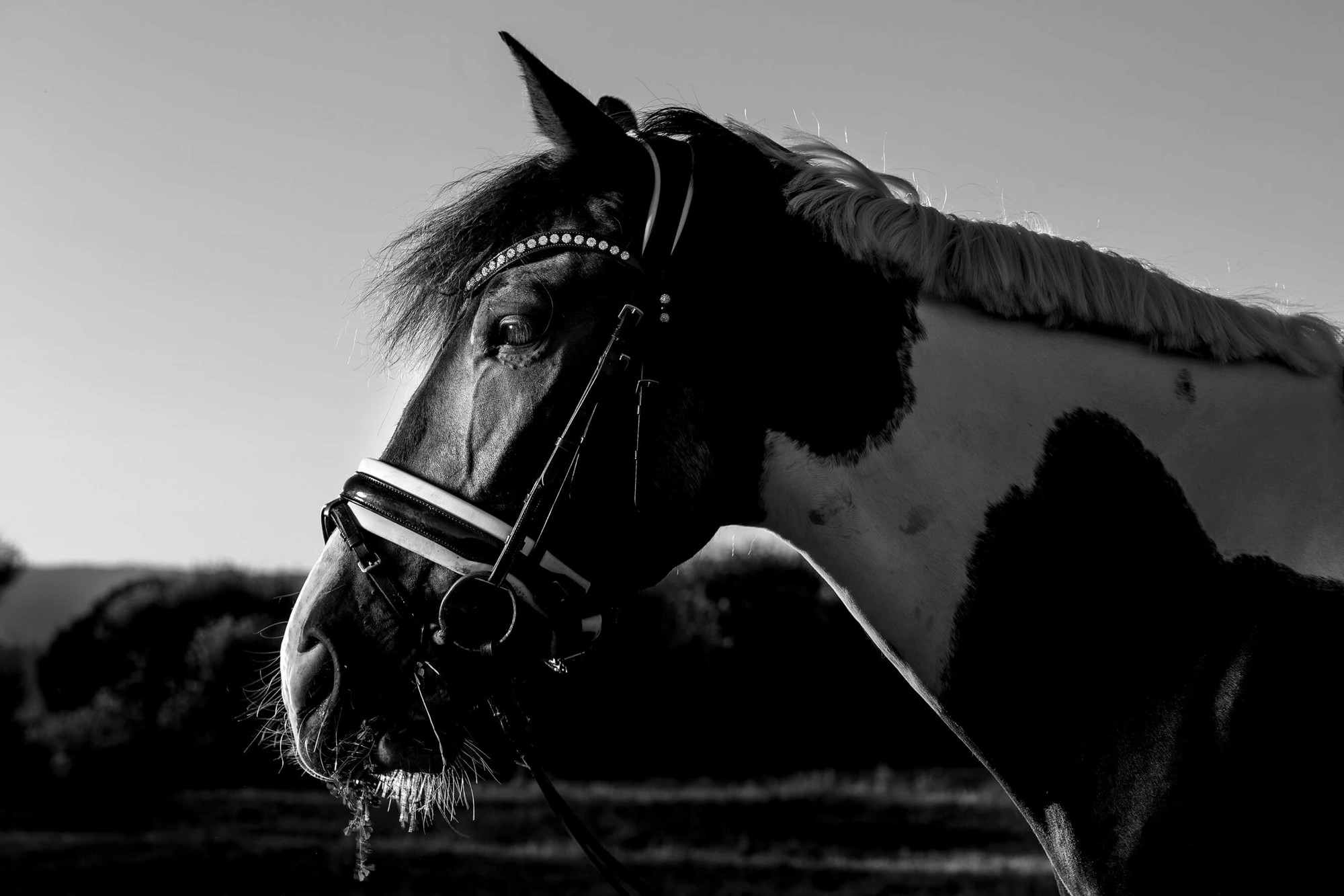 fotografa caballs penedes garraf 32