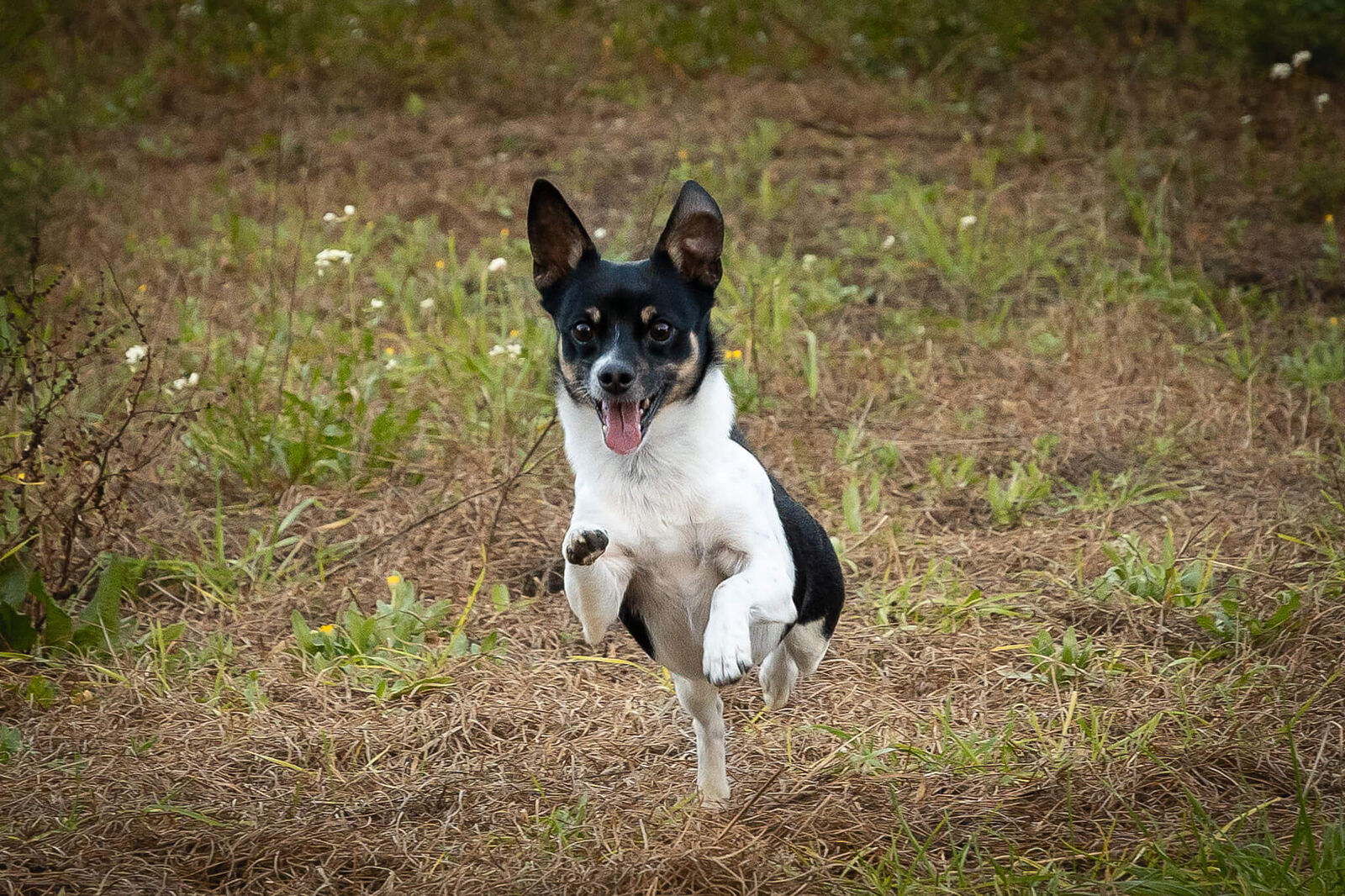 monicaudina - fotos-exterior-perro-por-el-penedes-ts20260316162244930989.jpg
