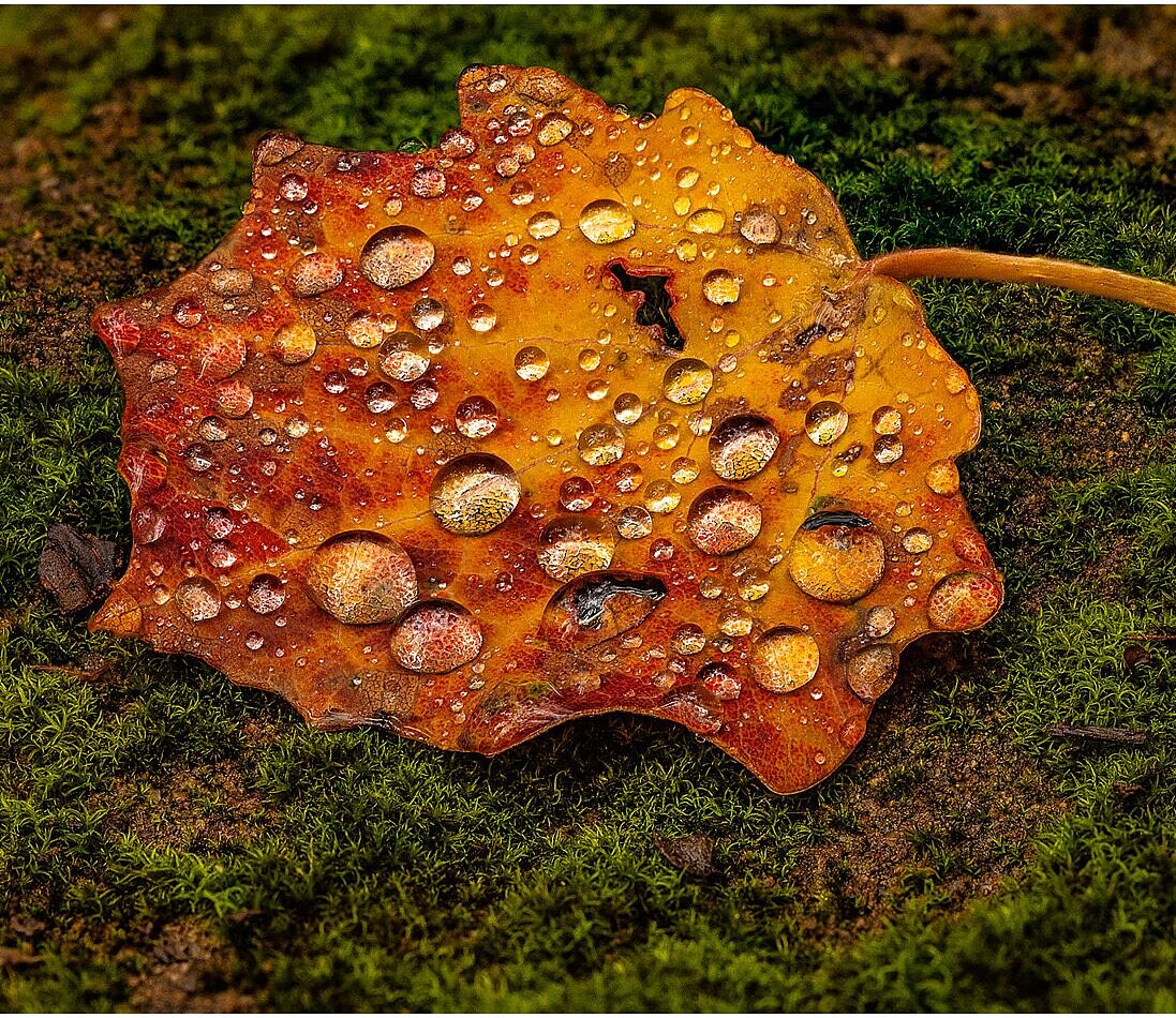 Trekking fotográfico  - _5ds9526-copia-ok-ts20251203111407765752.jpg