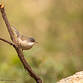 Curruca cabecinegra hembra