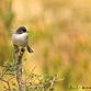 Curruca cabecinegra macho