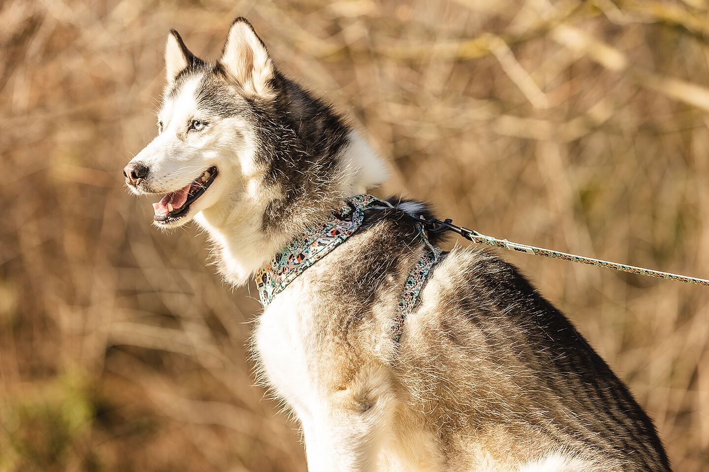 Amittzi Foto Pro - brave-paws_by_amittzi-foto-pro-18-ts20250413183213882411.jpg