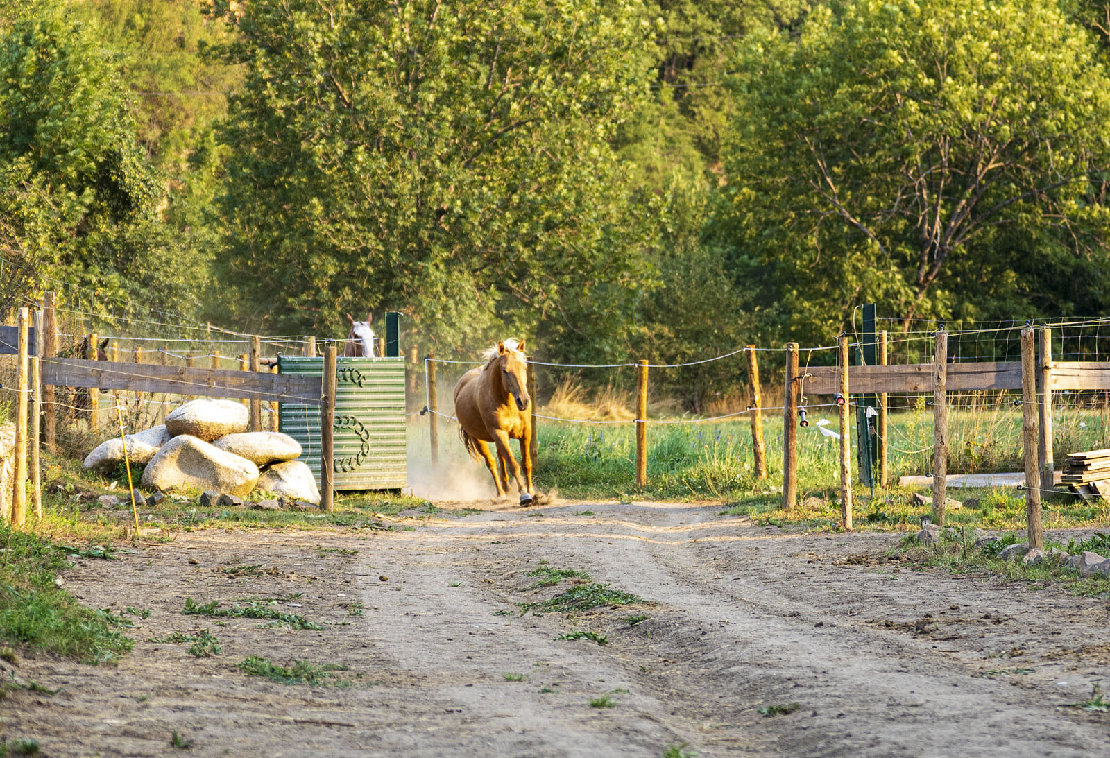 tirmacusachs  - al-galope-_2-ts20250819121107728919.jpg