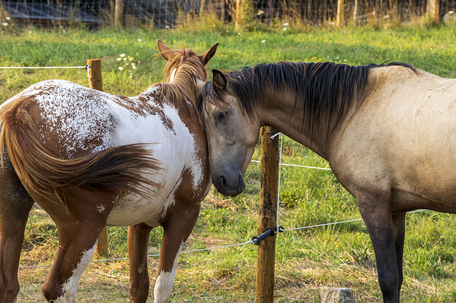 tirmacusachs  - spirit-y-arizona-ts20250819121053106811.jpg