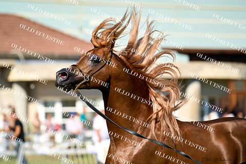 XI GALICIAN CHAMPIONSHIP ECAHO INTERNATIONAL C