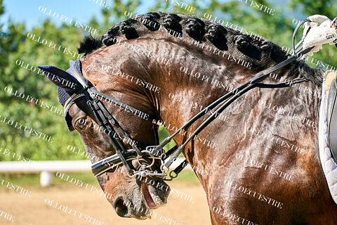 CDT 1* CENTRO ECUESTRE ARES.