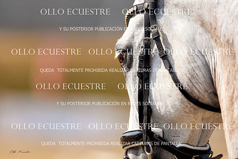 CDN**, CDT* y CDS  ACCEGA