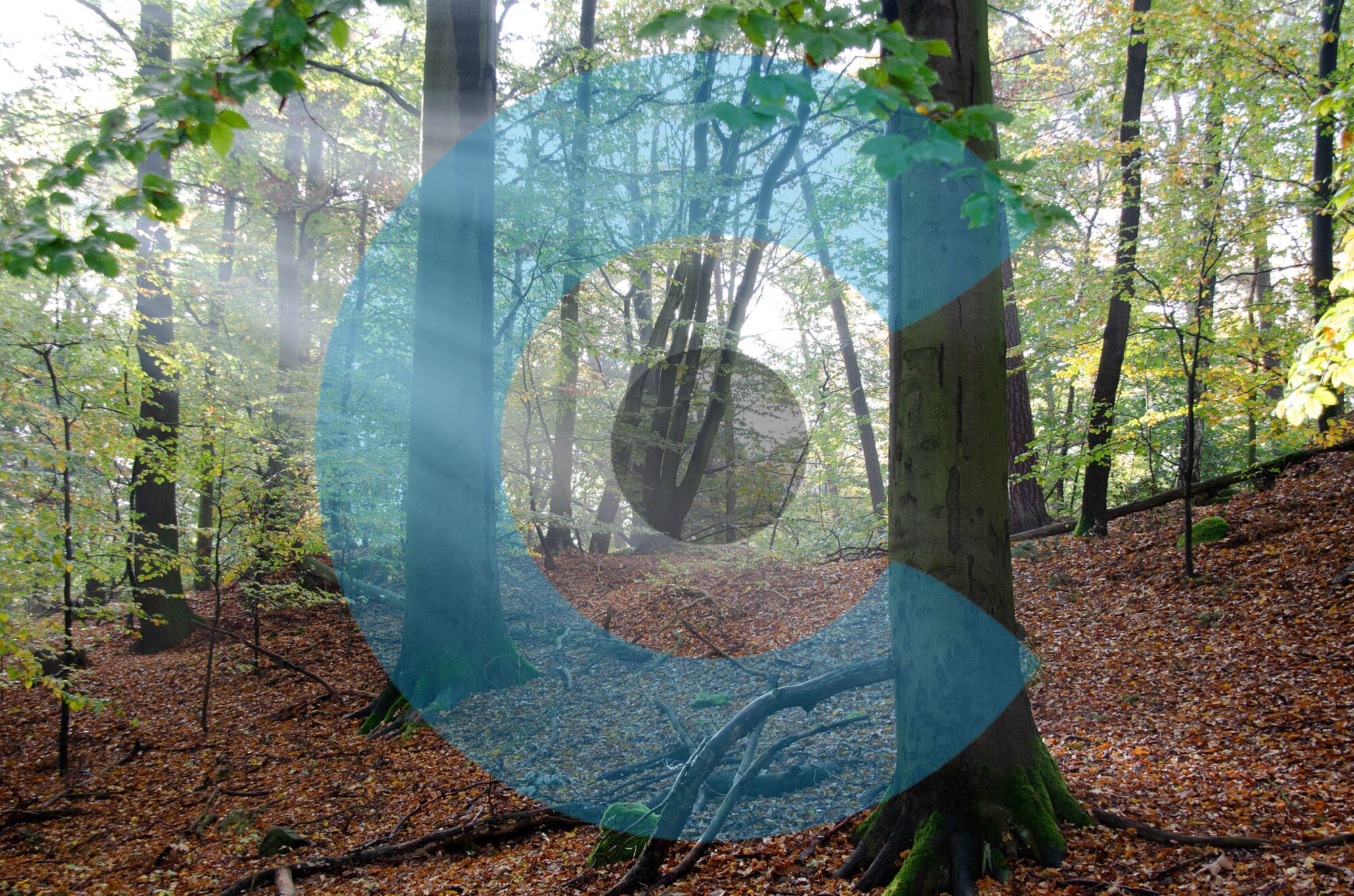 Kunst natur (38)
