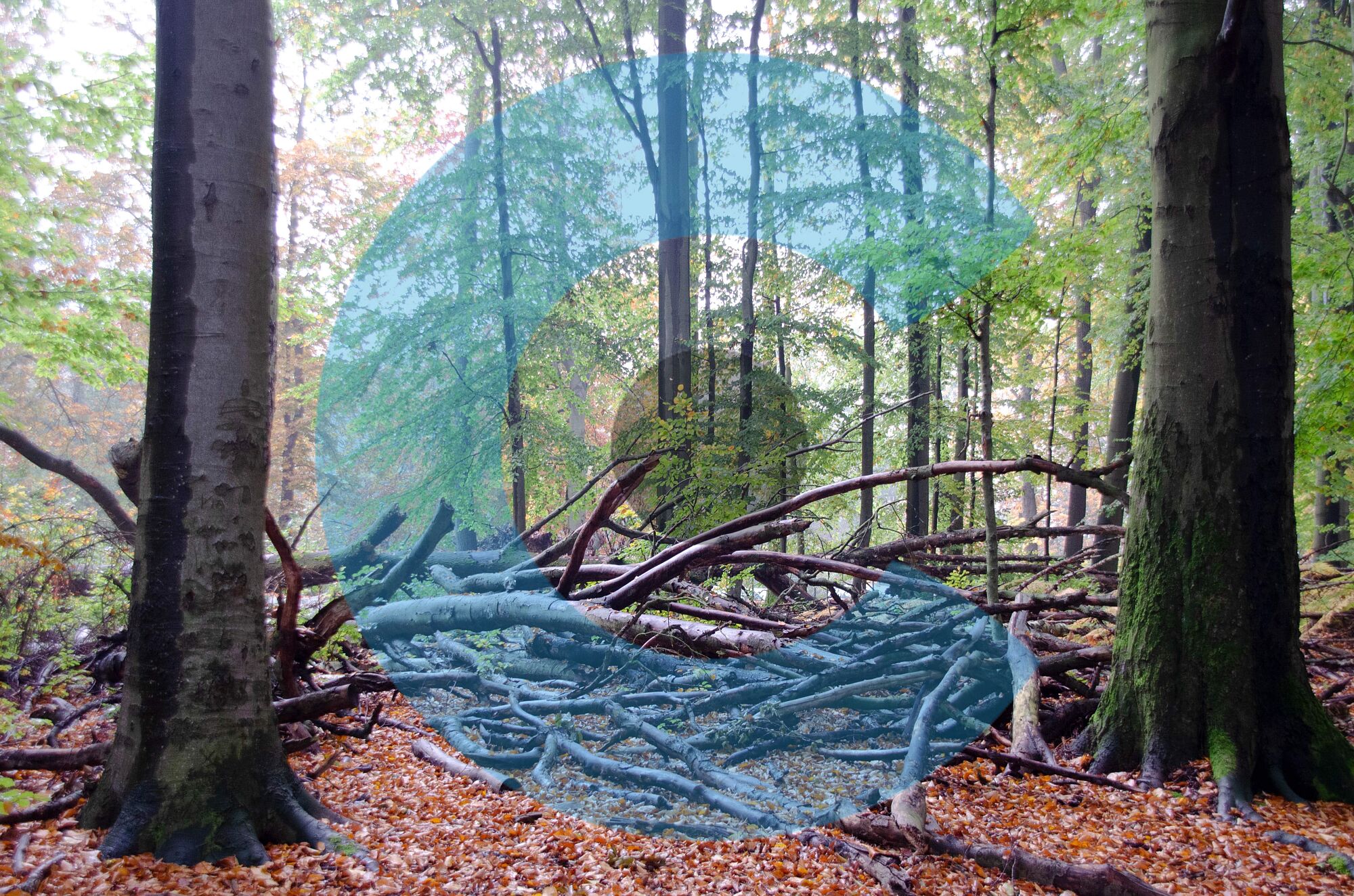 Kunst natur (5)