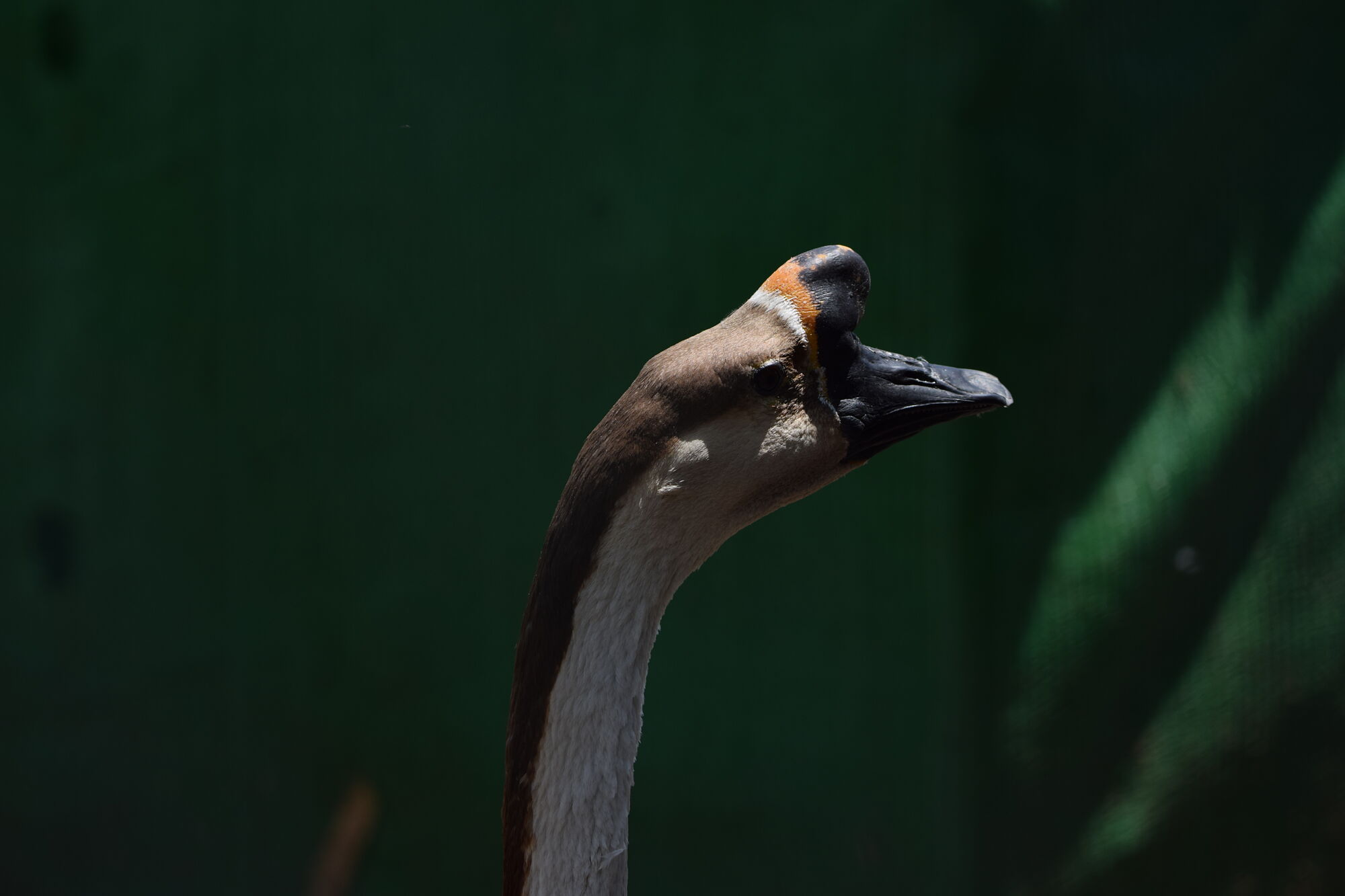 DSC_0199