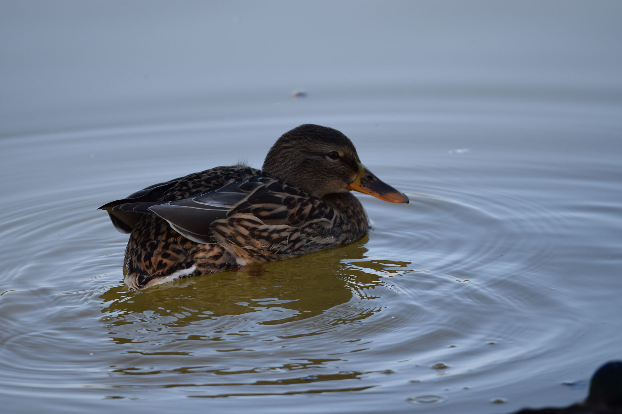 aves (10)