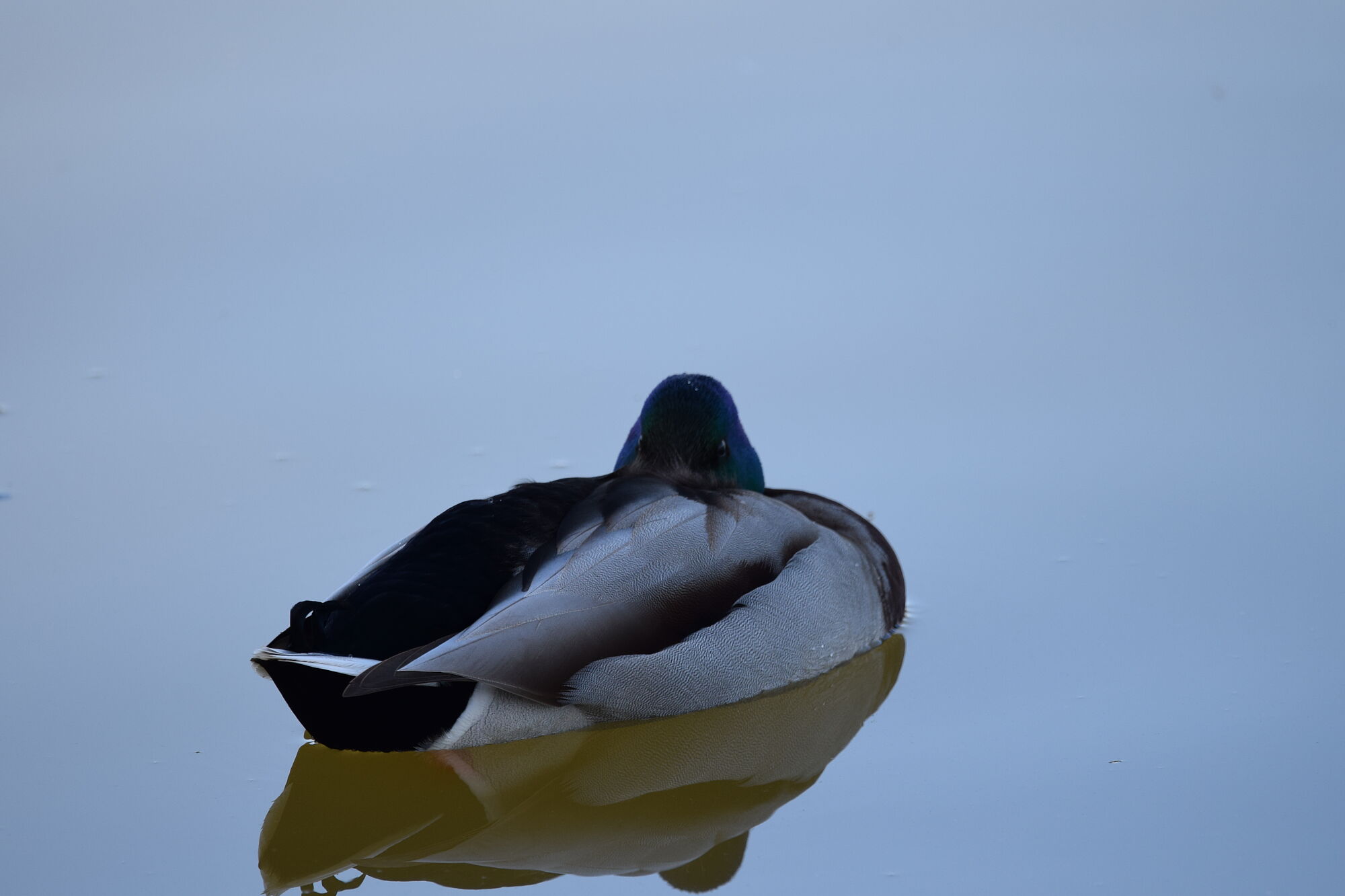 aves (11)