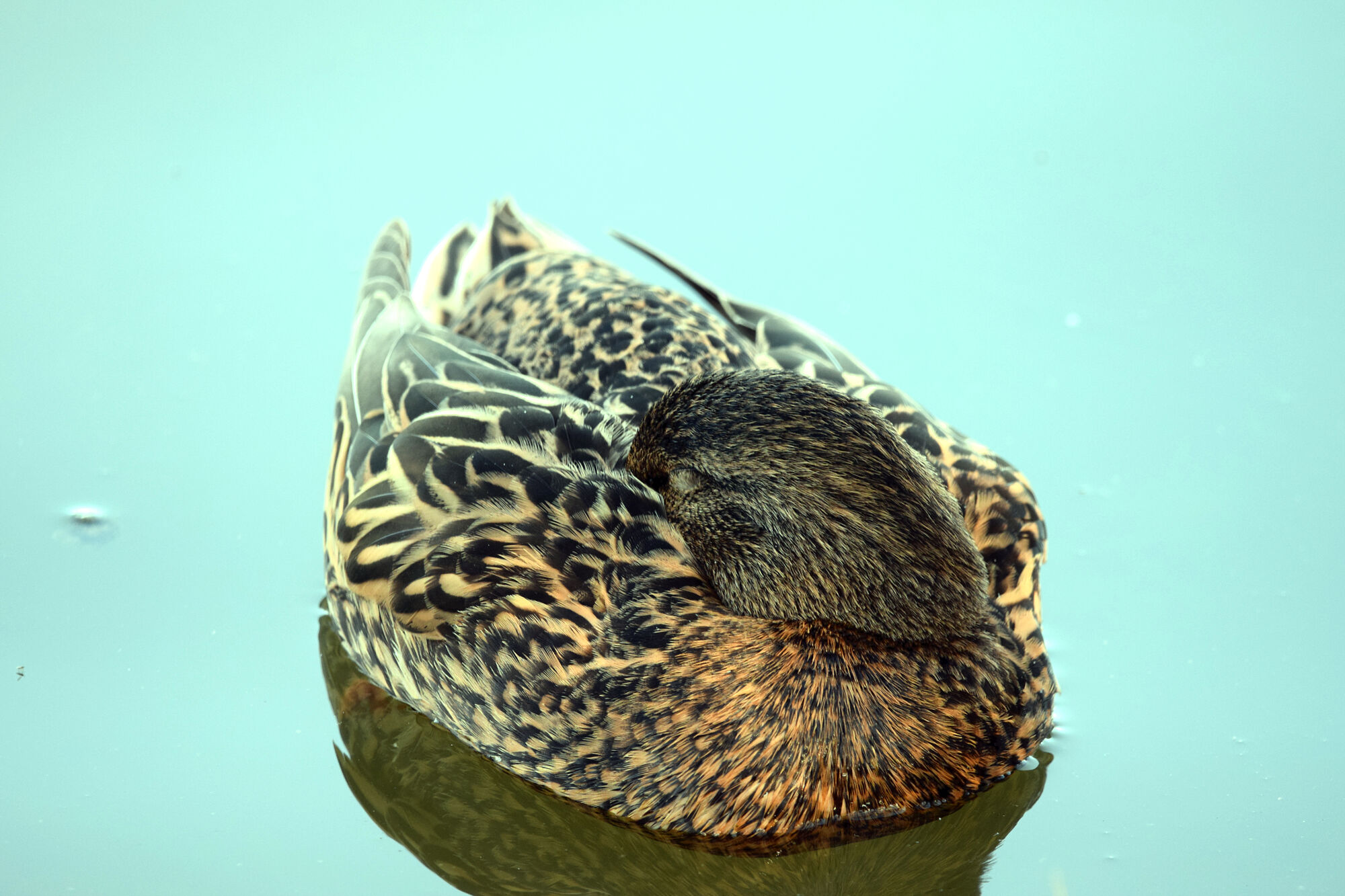 aves (12)