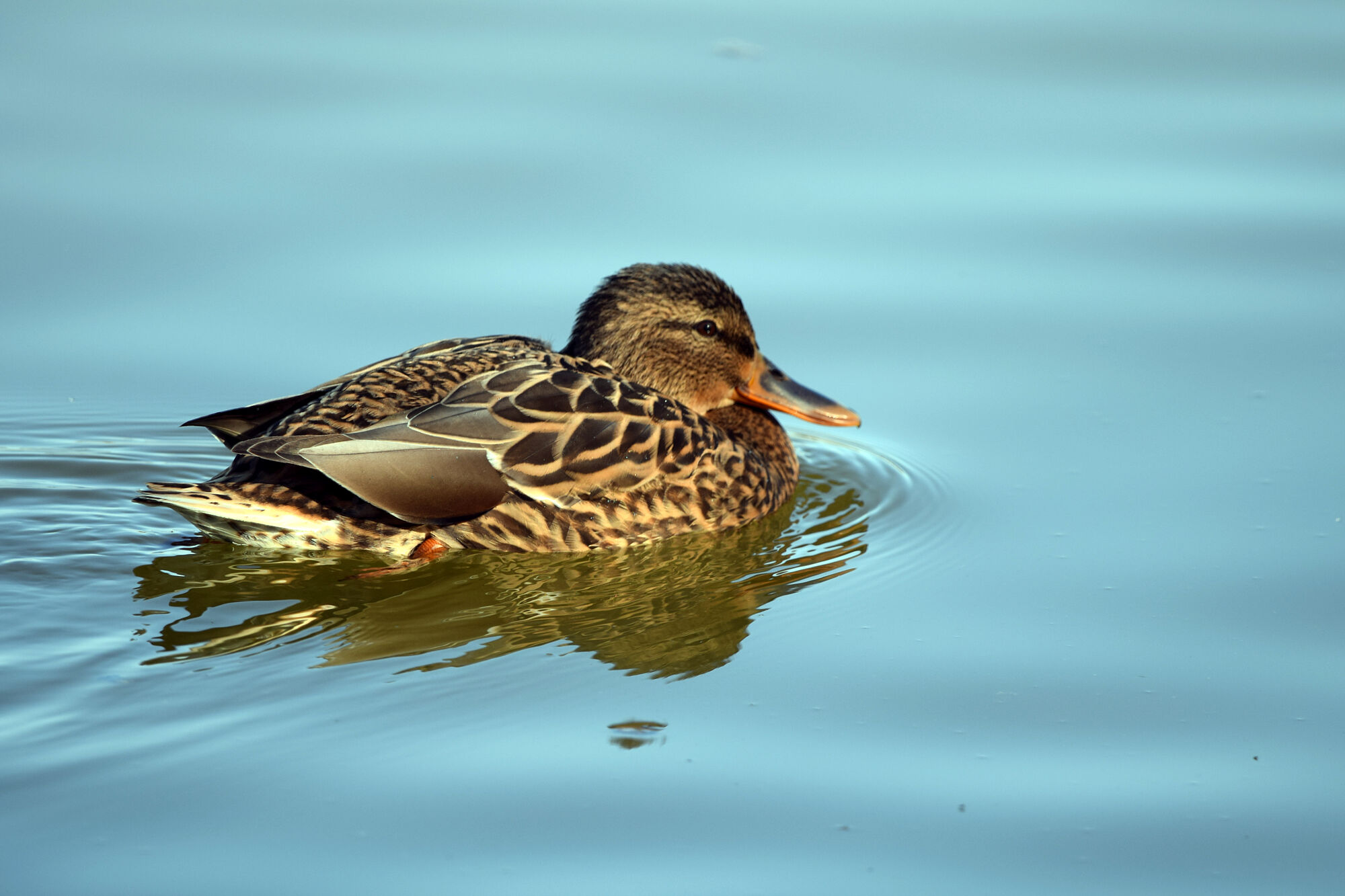 aves (13)
