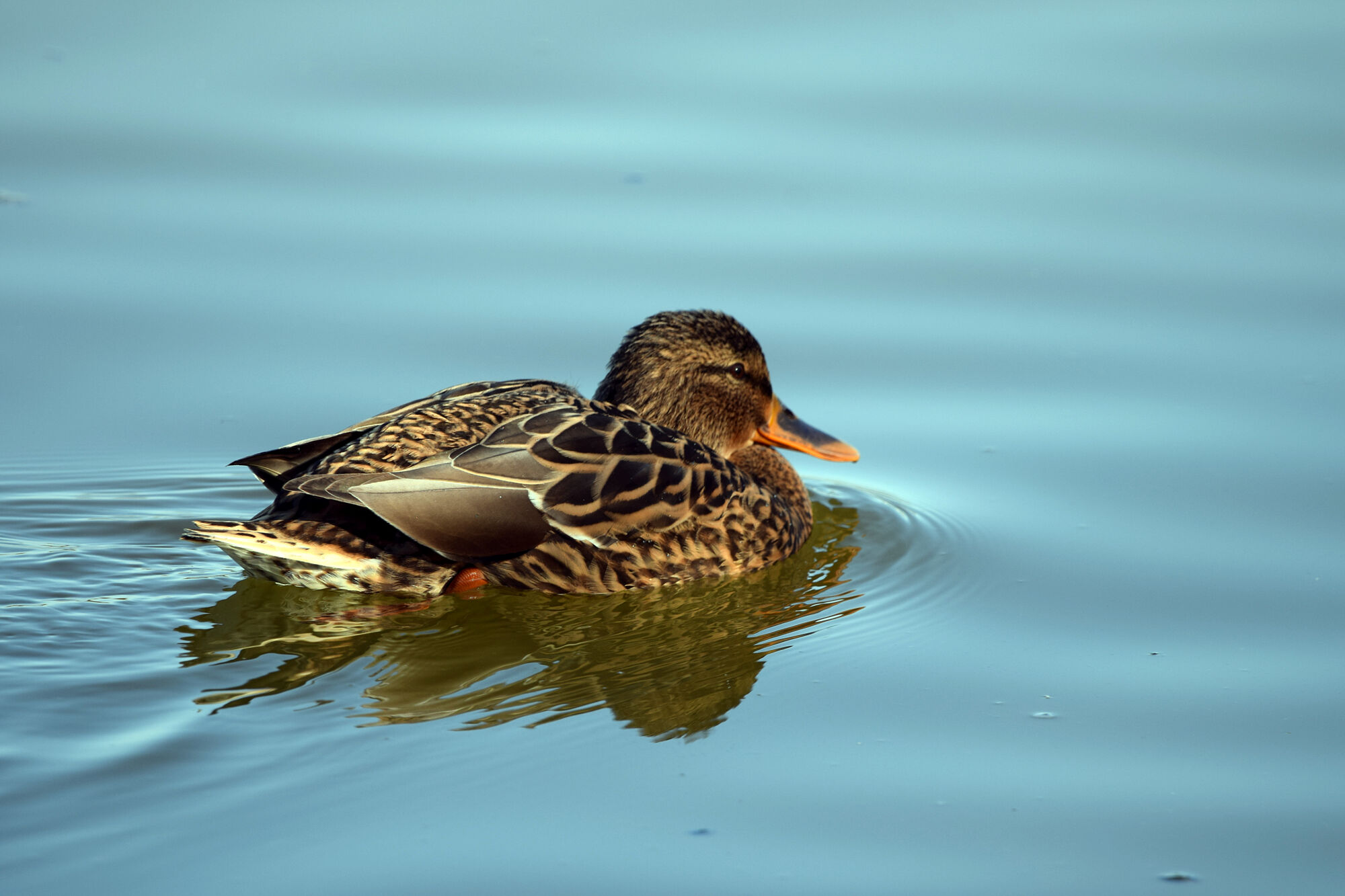 aves (14)