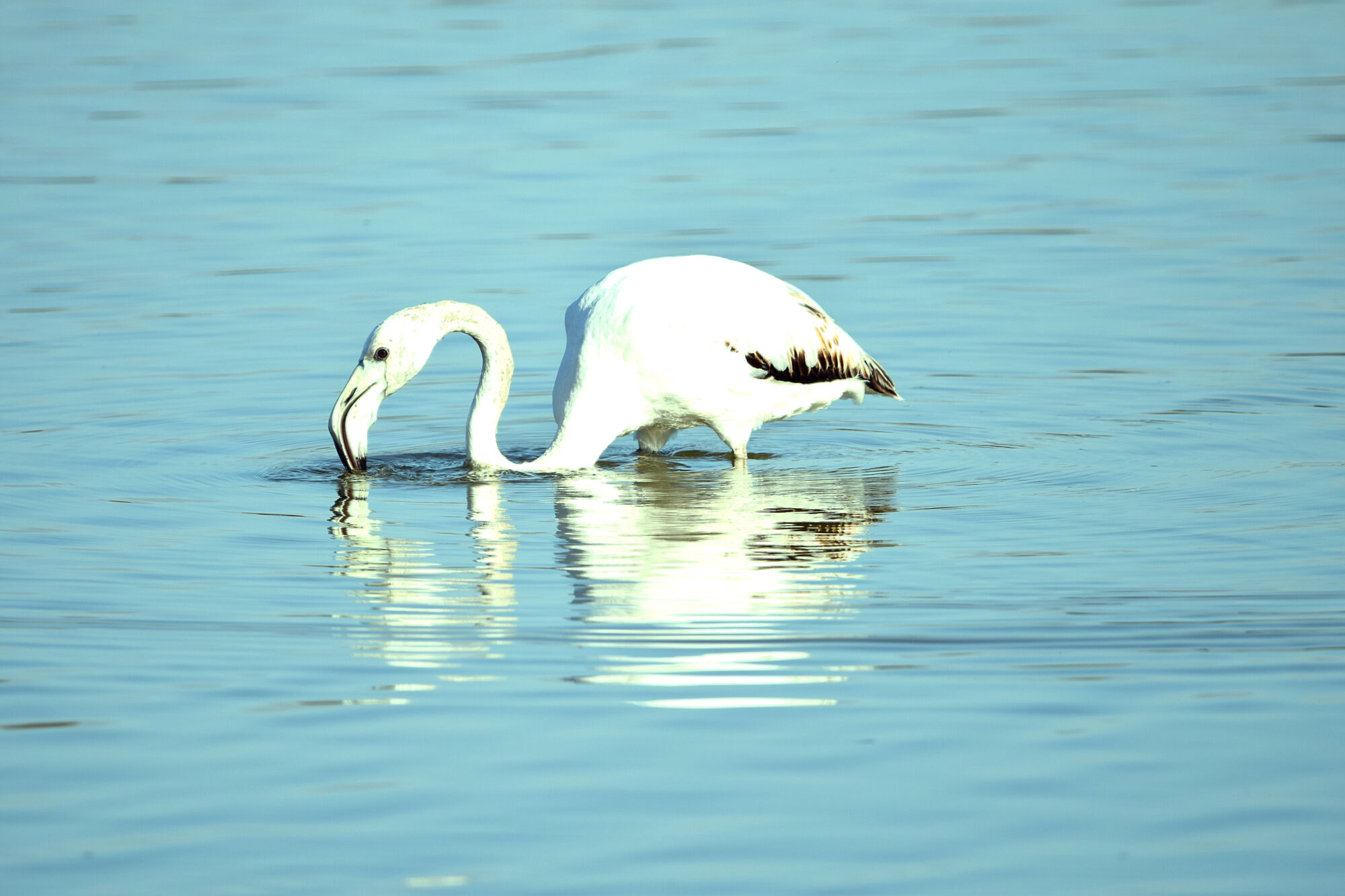 aves (15)