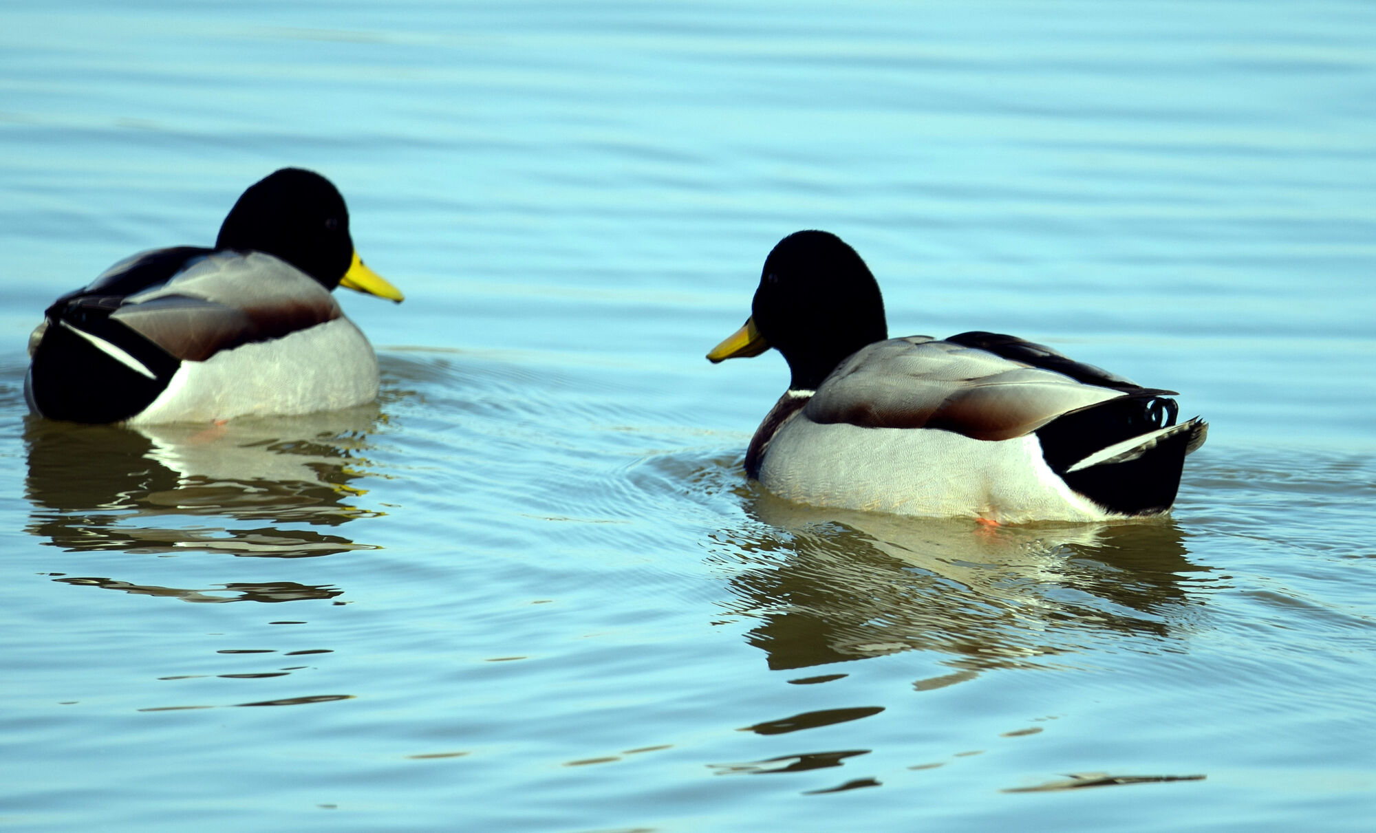aves (16)