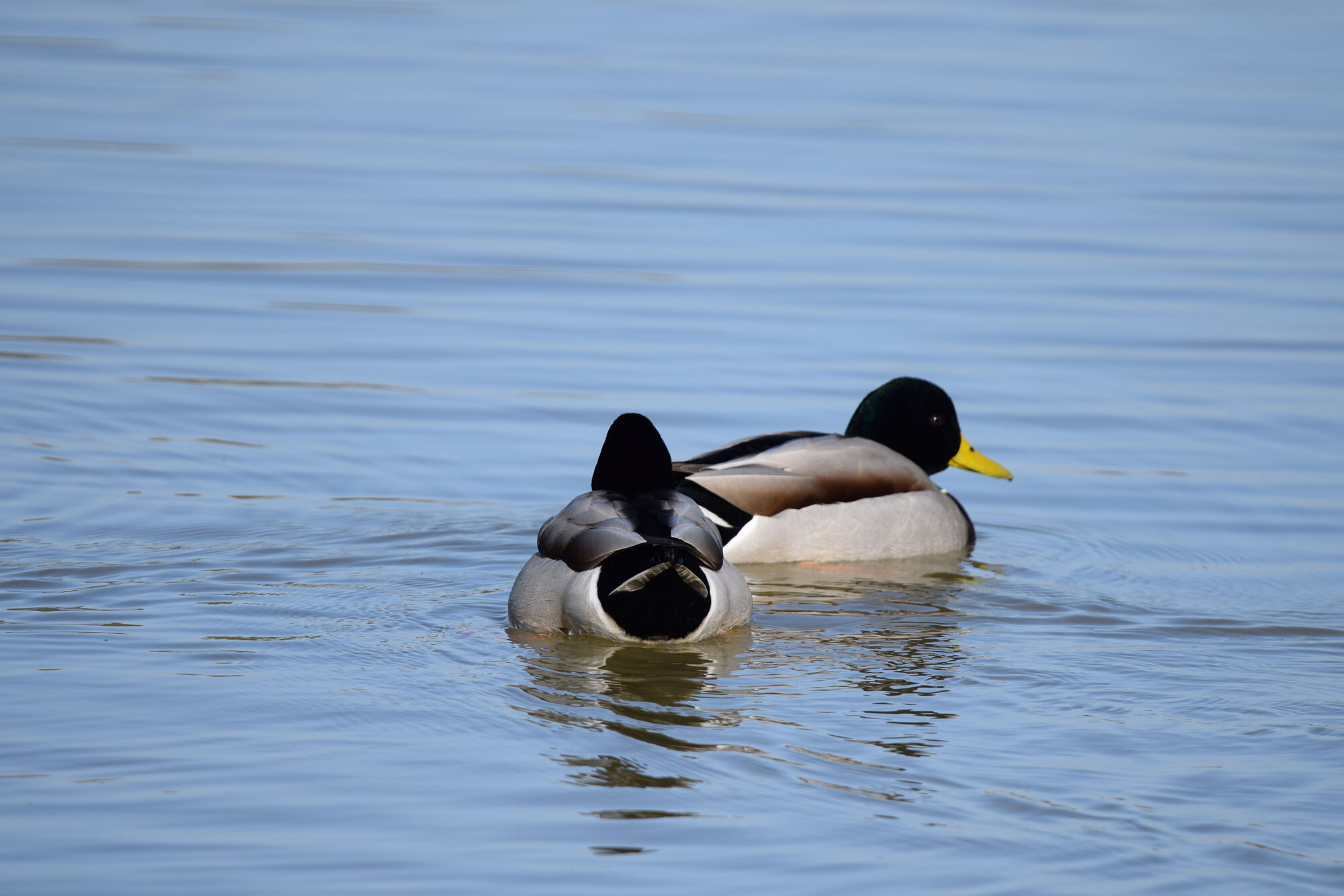aves (17)