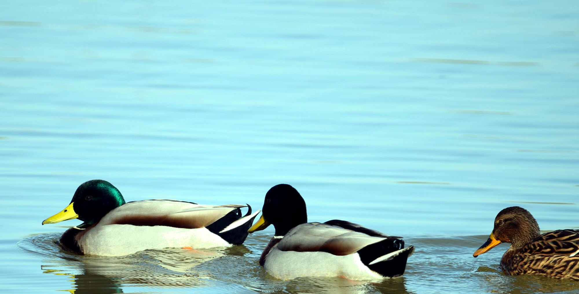 aves (18)