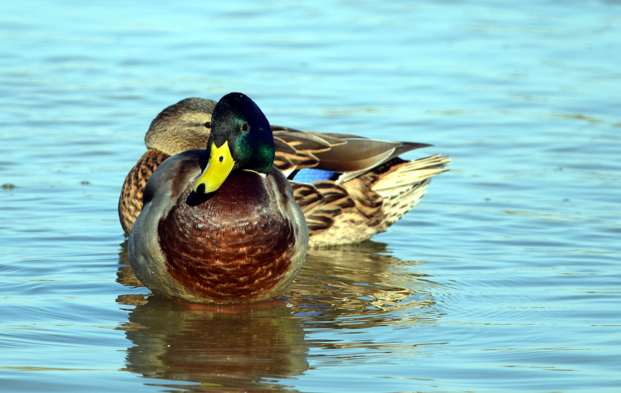 aves (1)