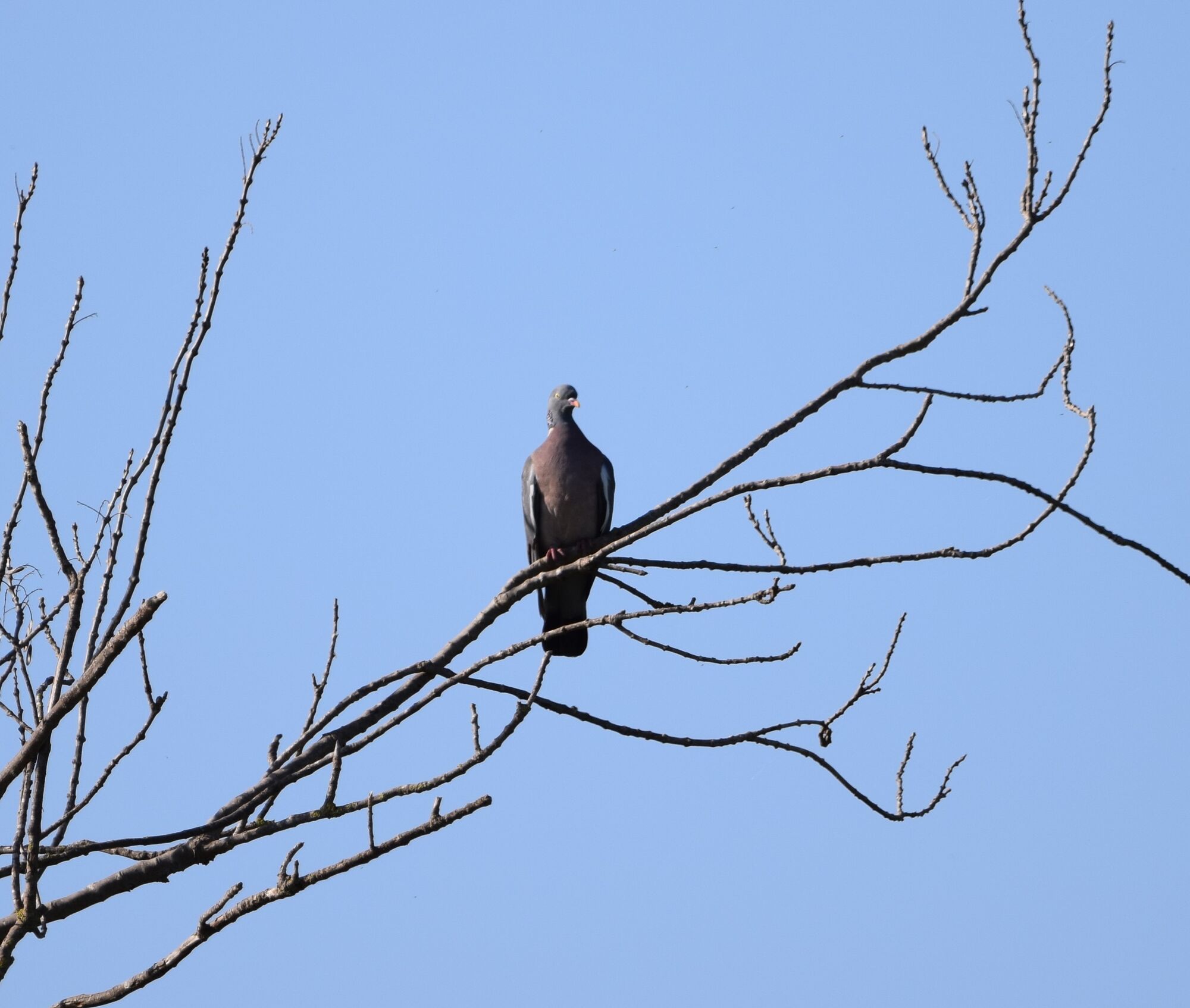 aves (2)