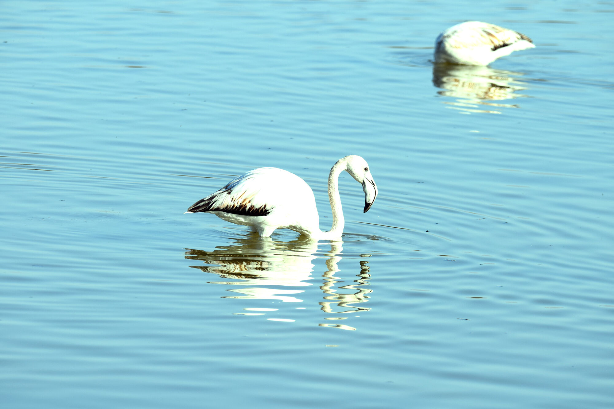 aves (3)