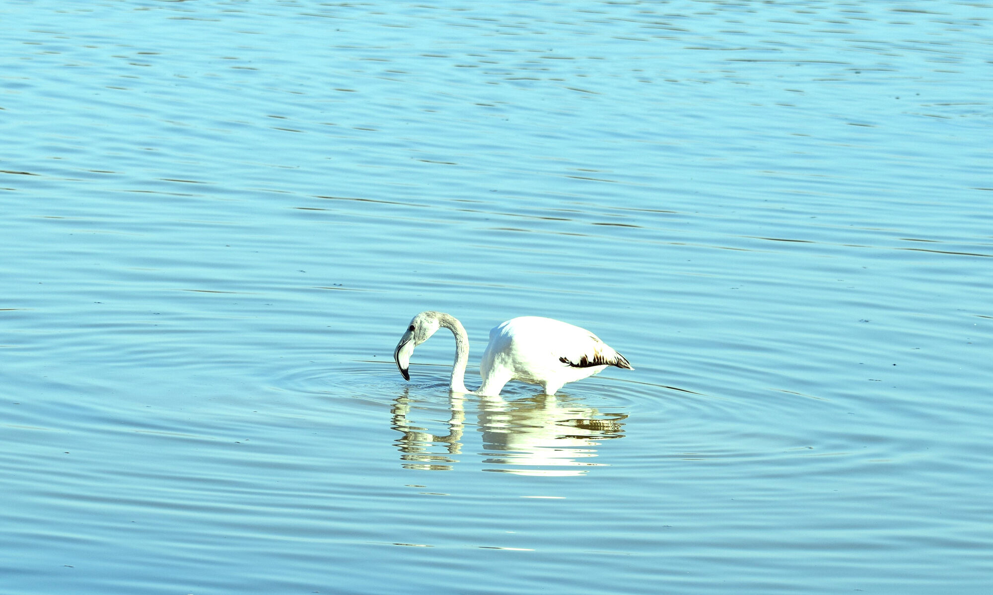 aves (4)