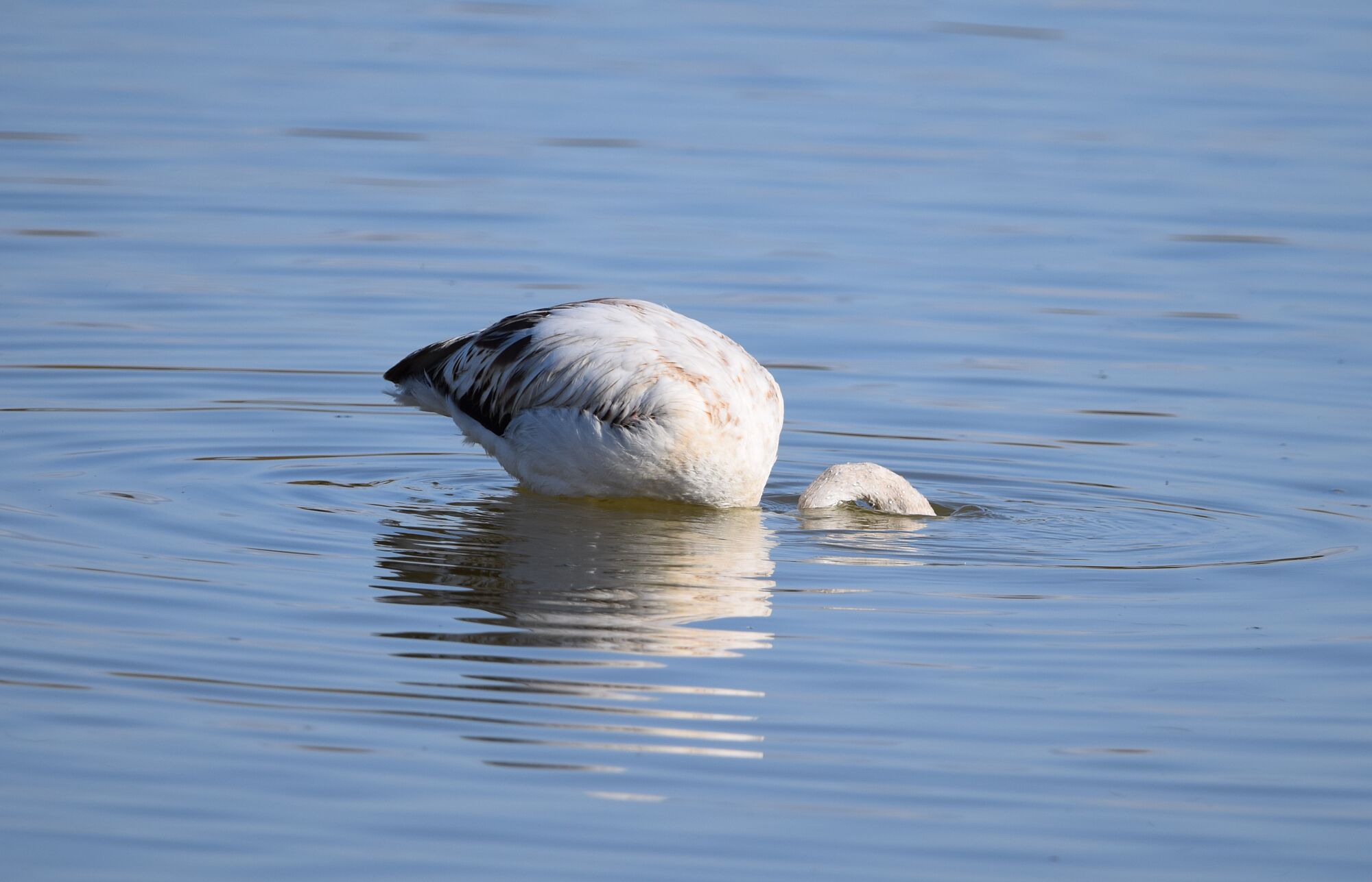 aves (5)