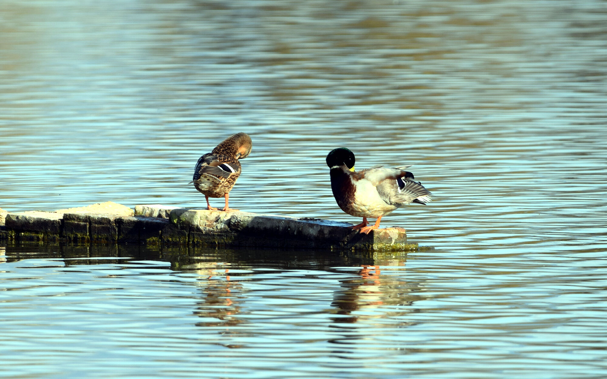 aves (6)