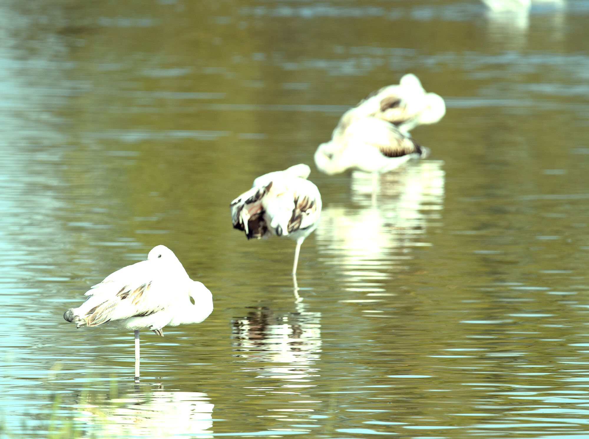 aves (7)