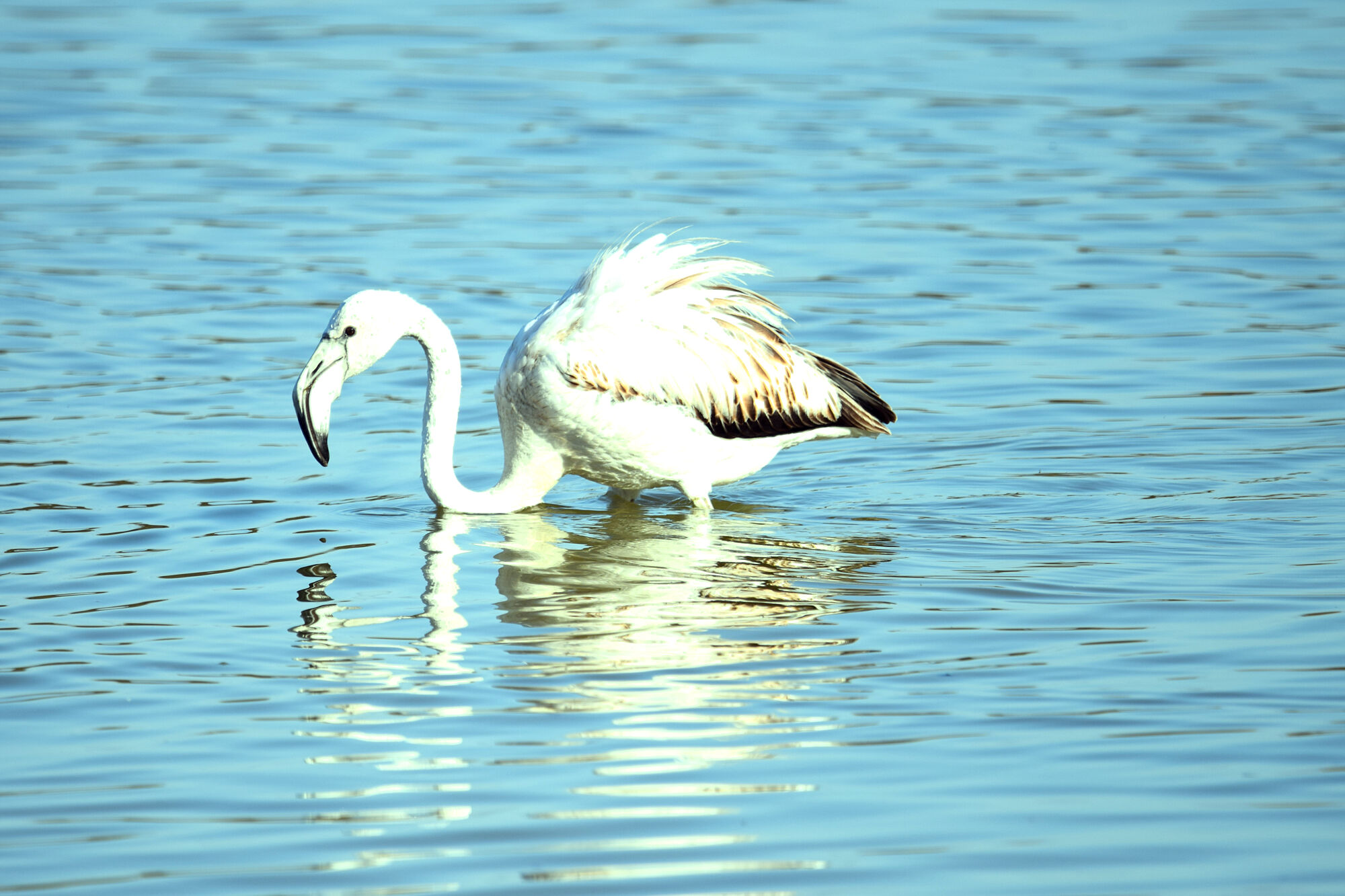 aves (8)