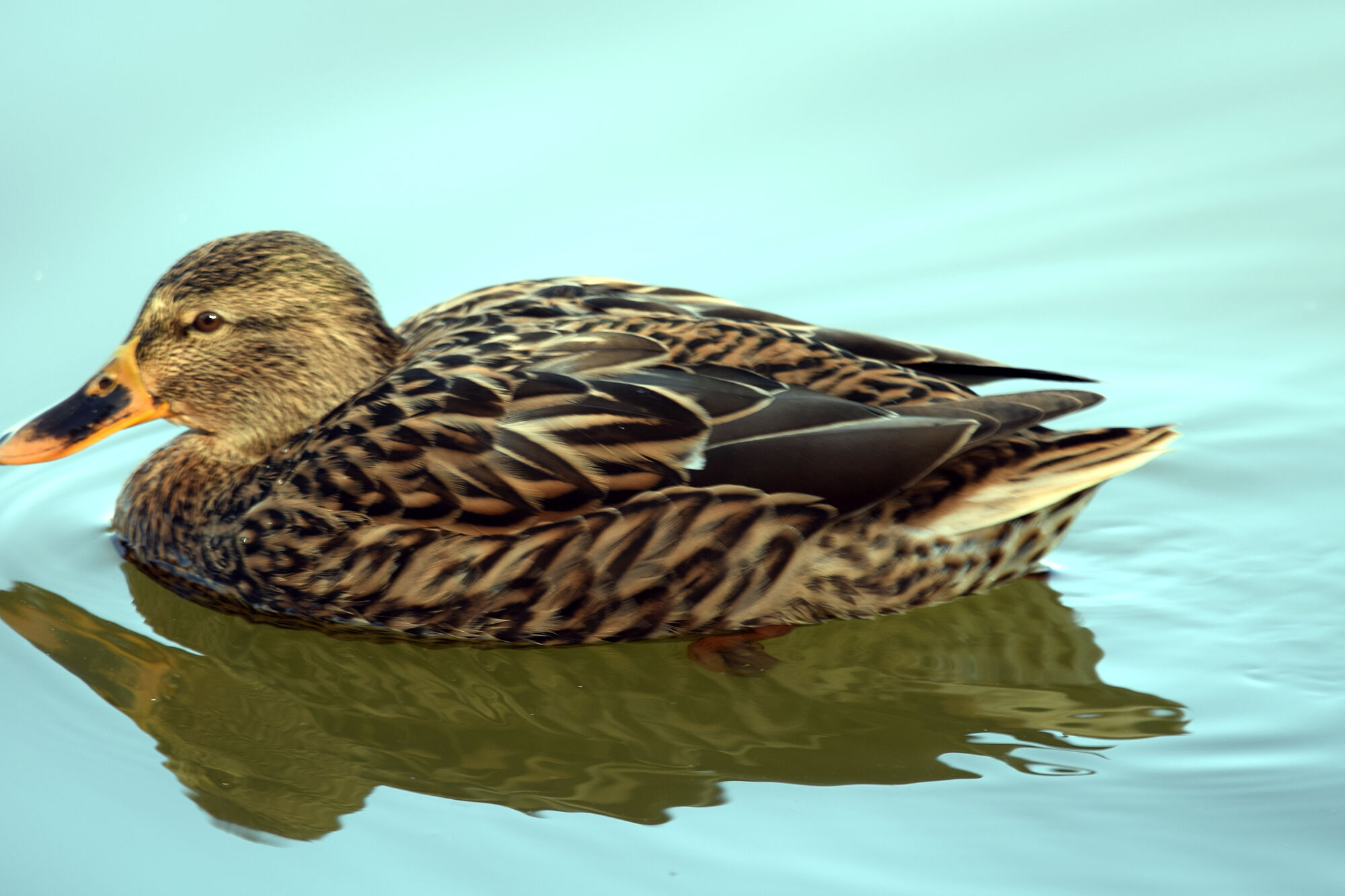 aves (9)