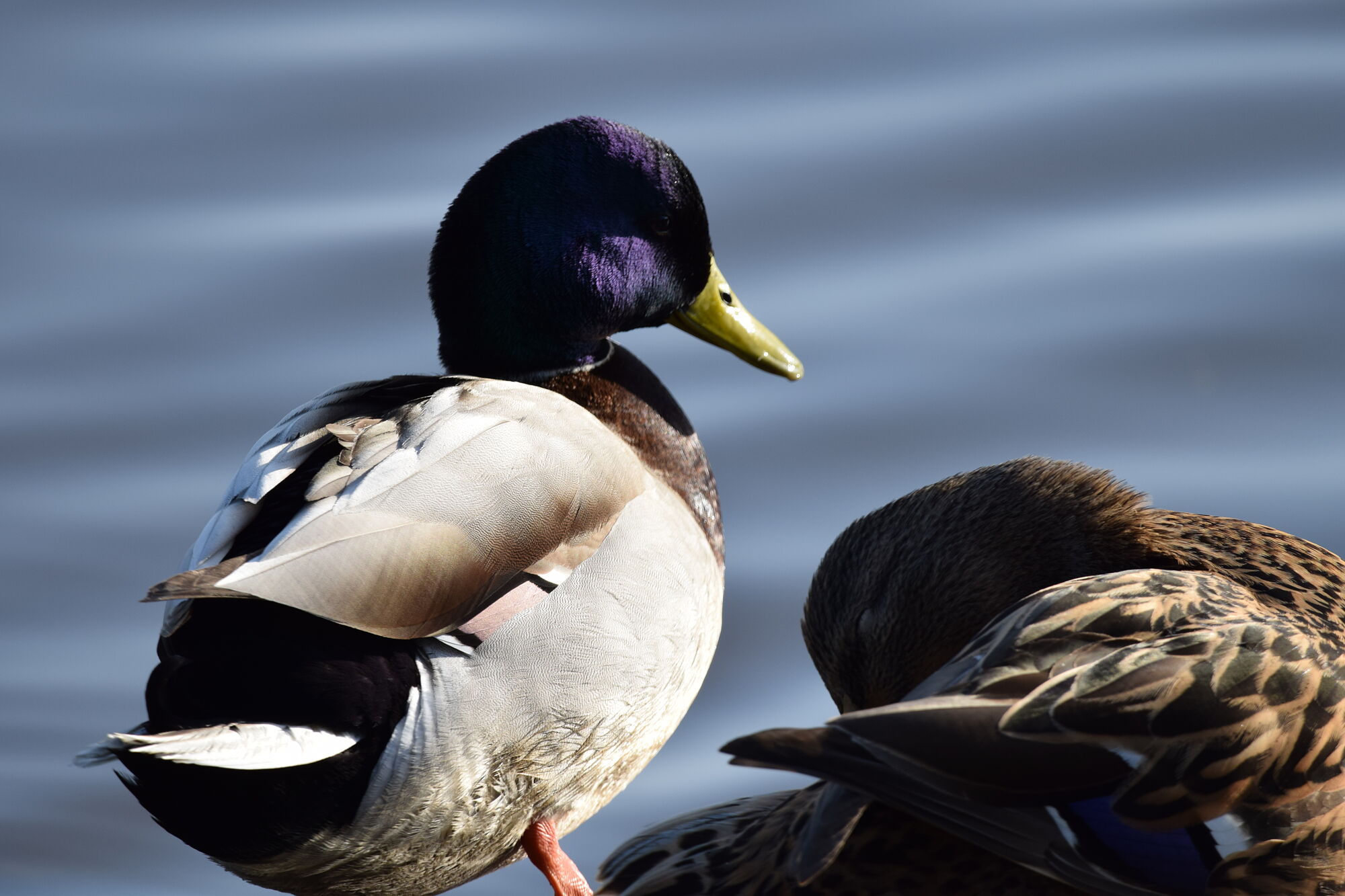 hermosas aves (10)