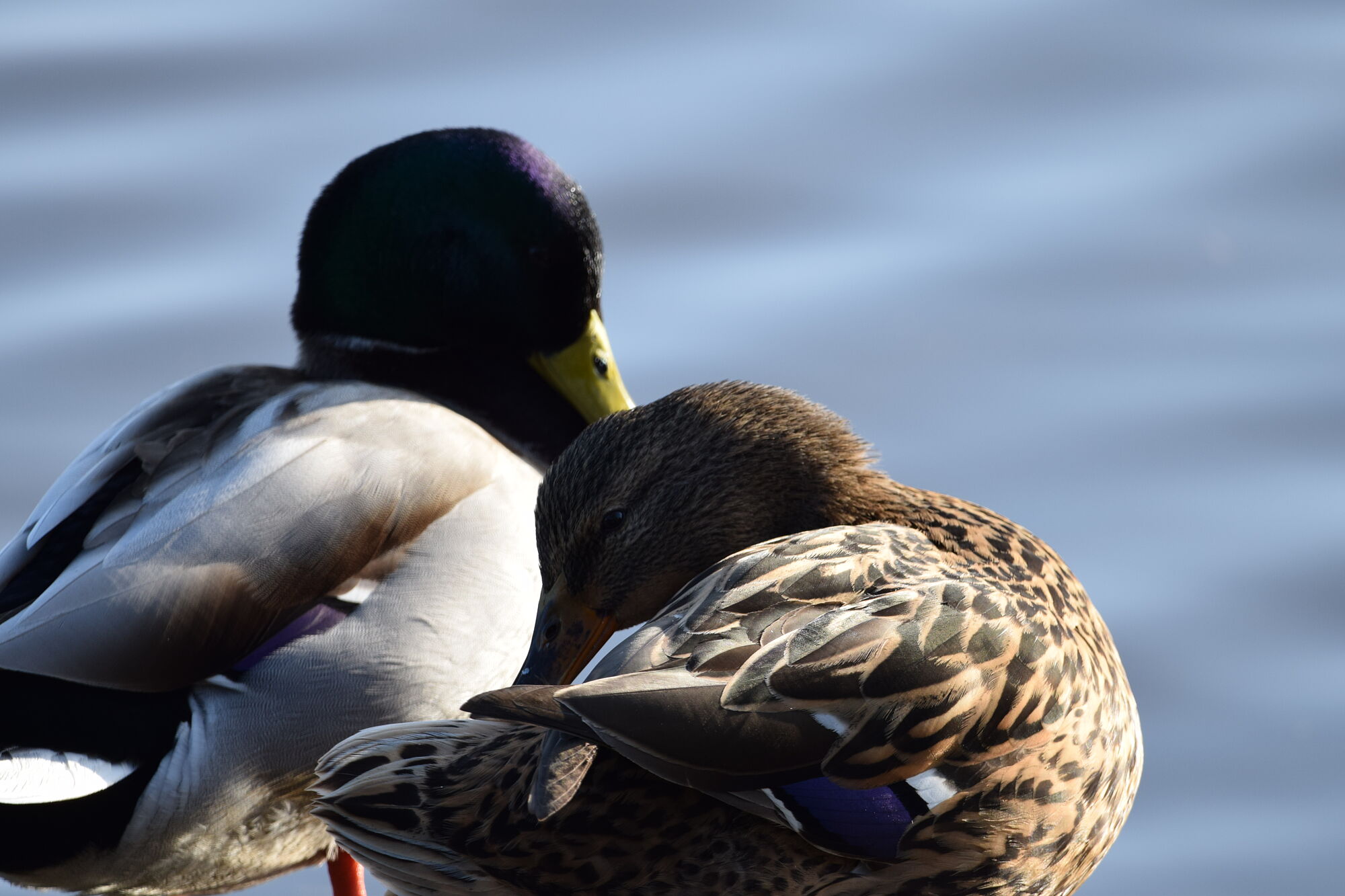 hermosas aves (11)