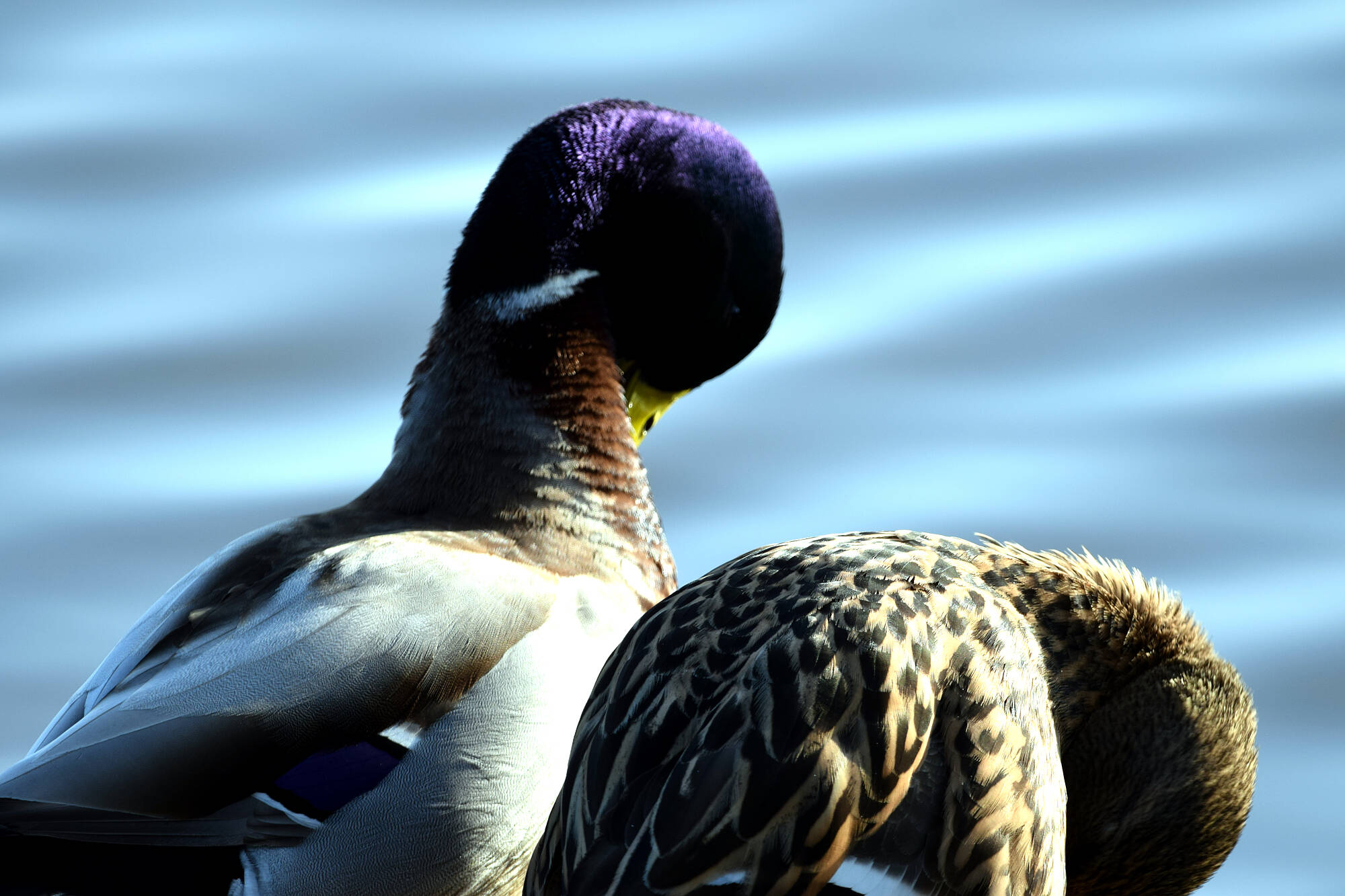 hermosas aves (1)