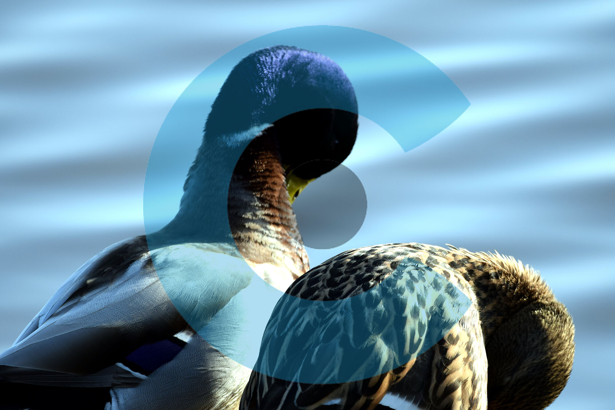 hermosas aves (1)