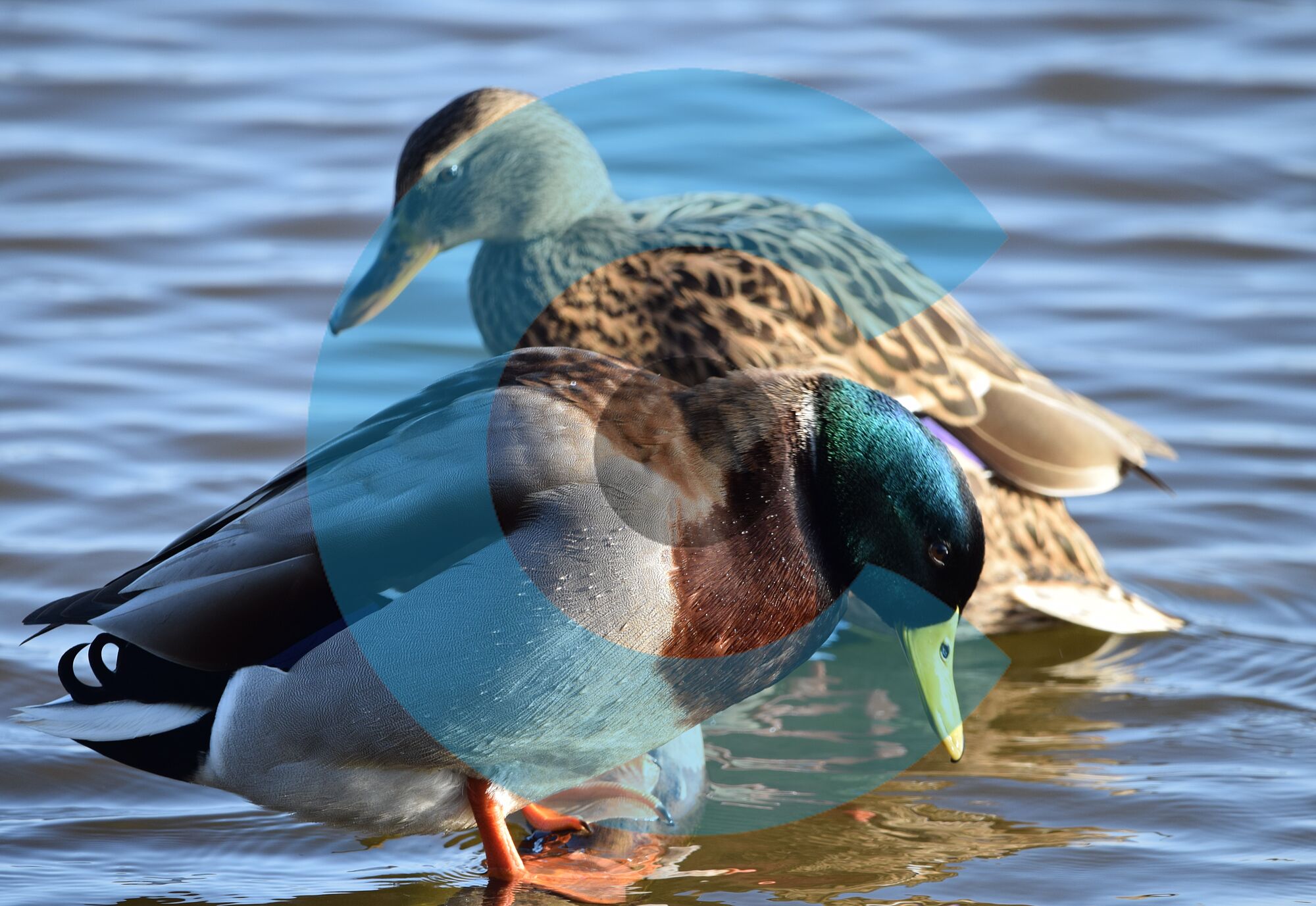 hermosas aves (2)