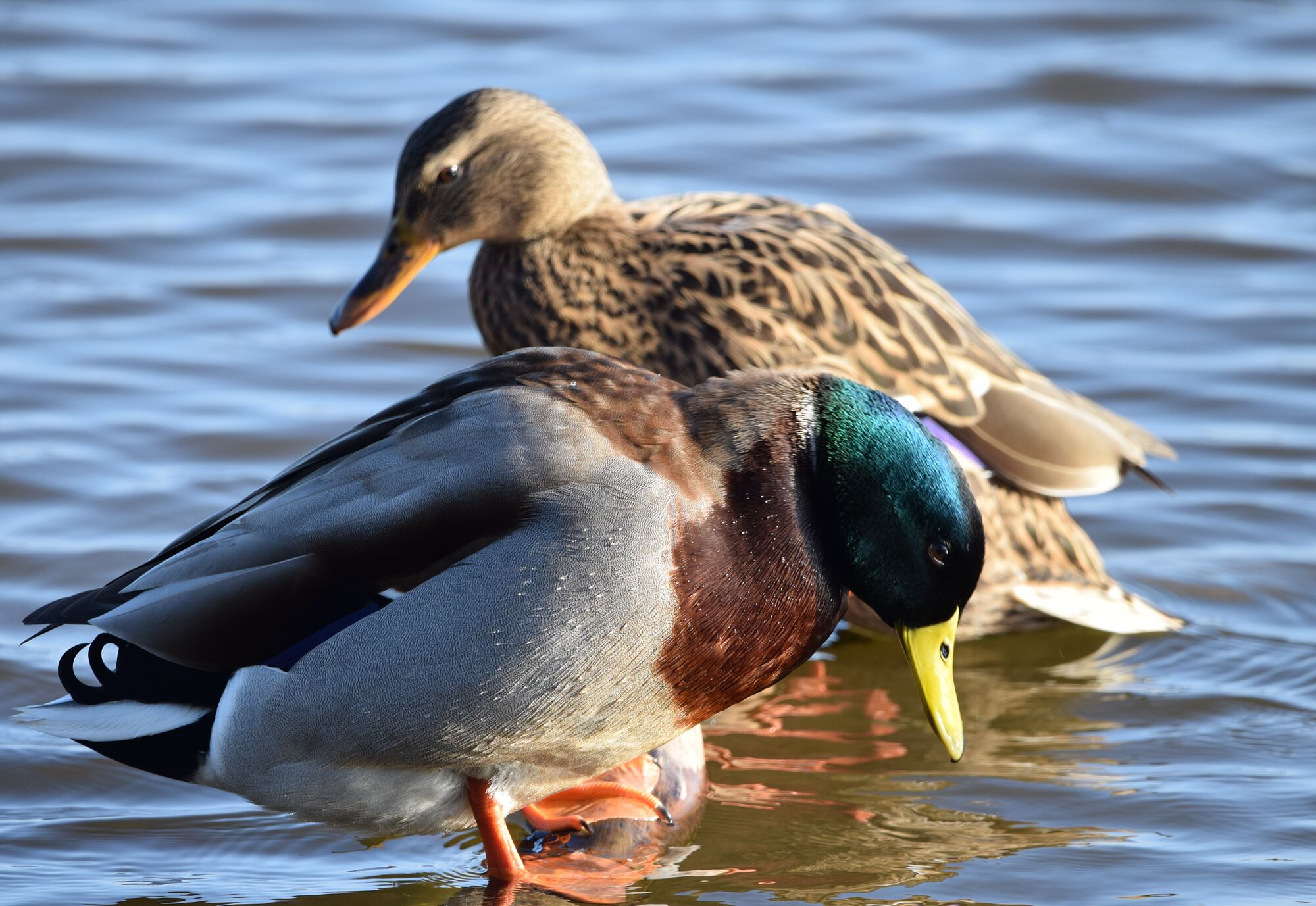 hermosas aves (2)