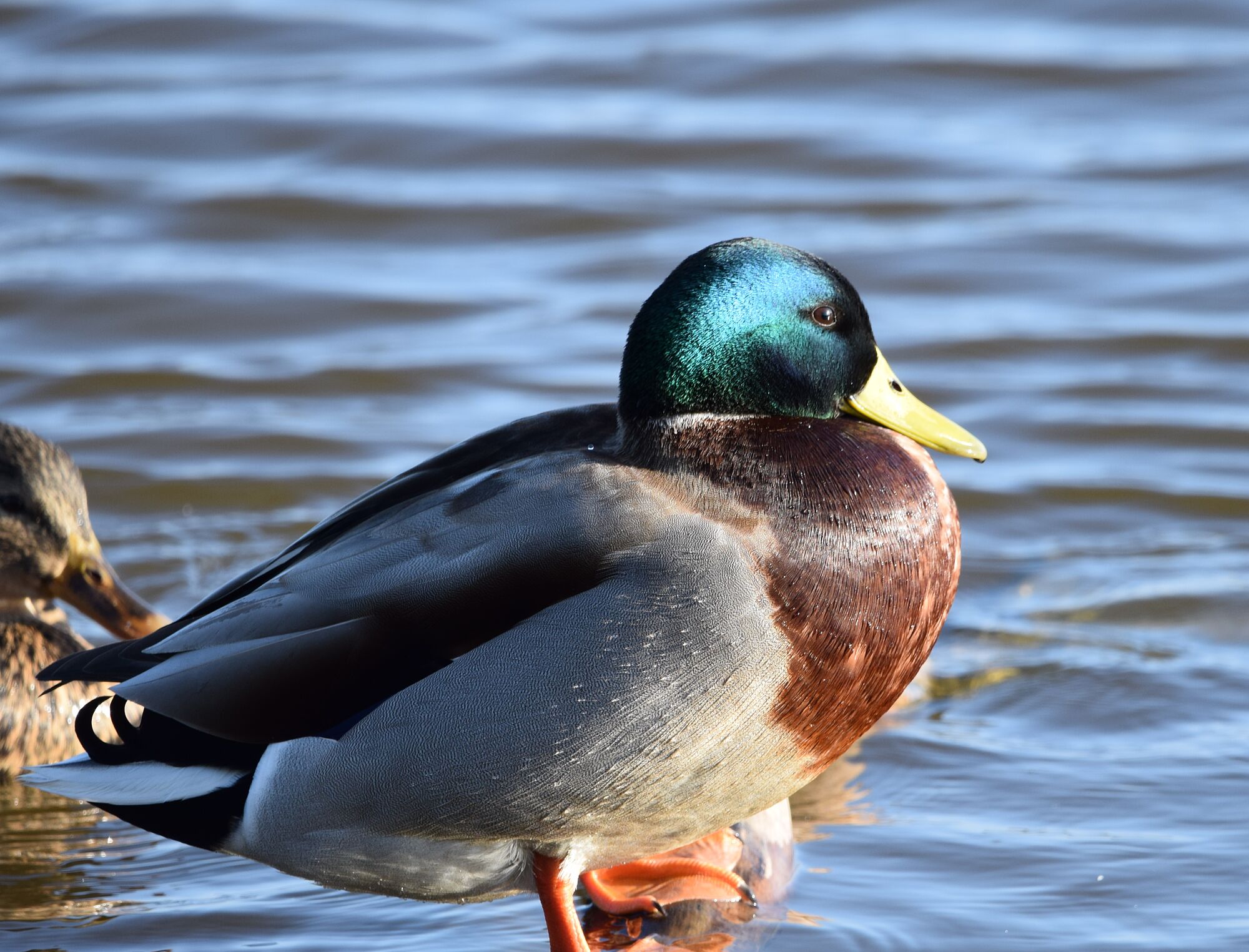 hermosas aves (3)
