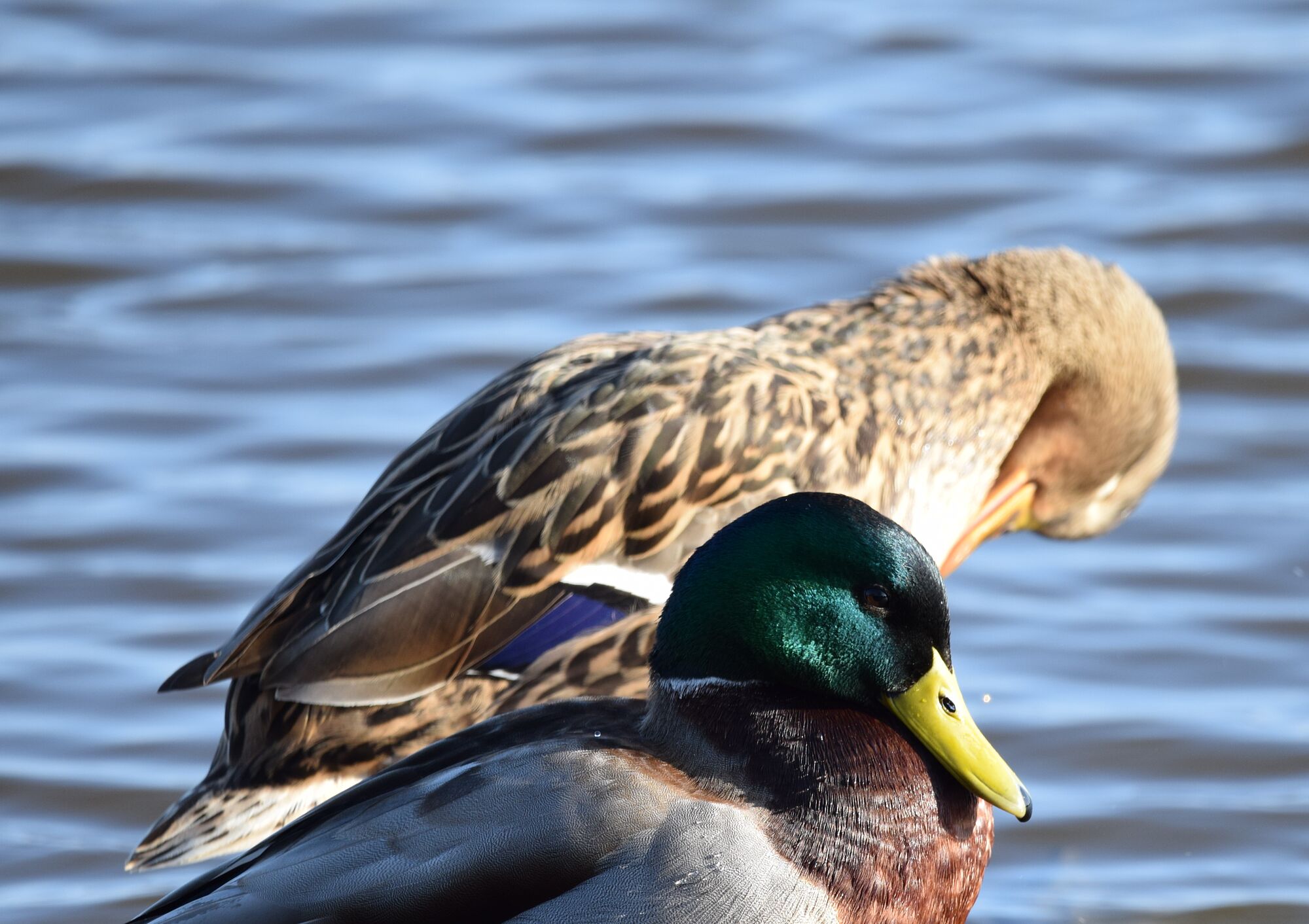 hermosas aves (4)