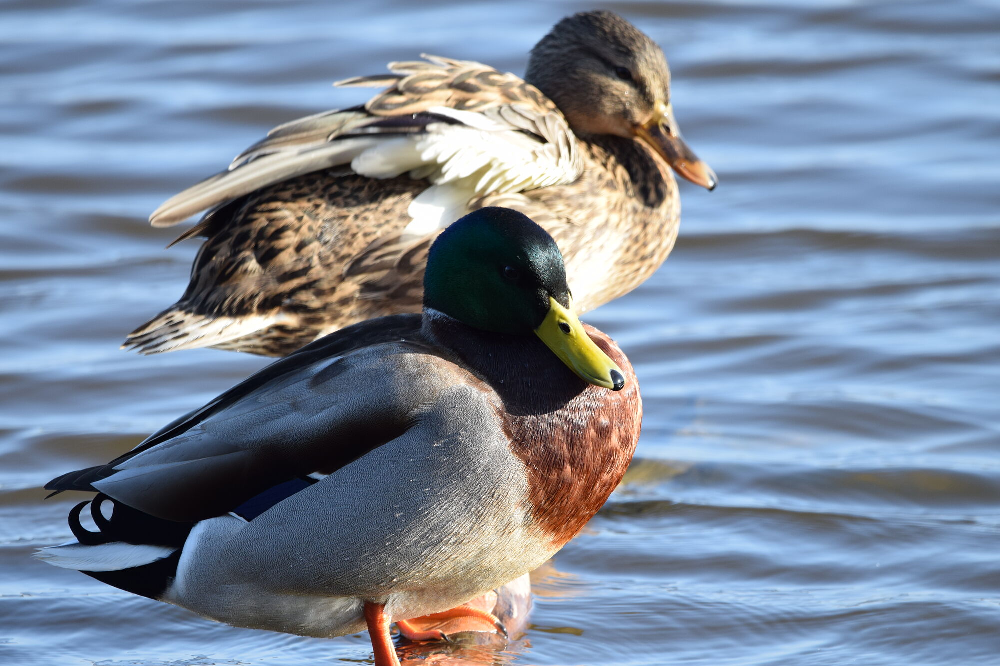 hermosas aves (5)
