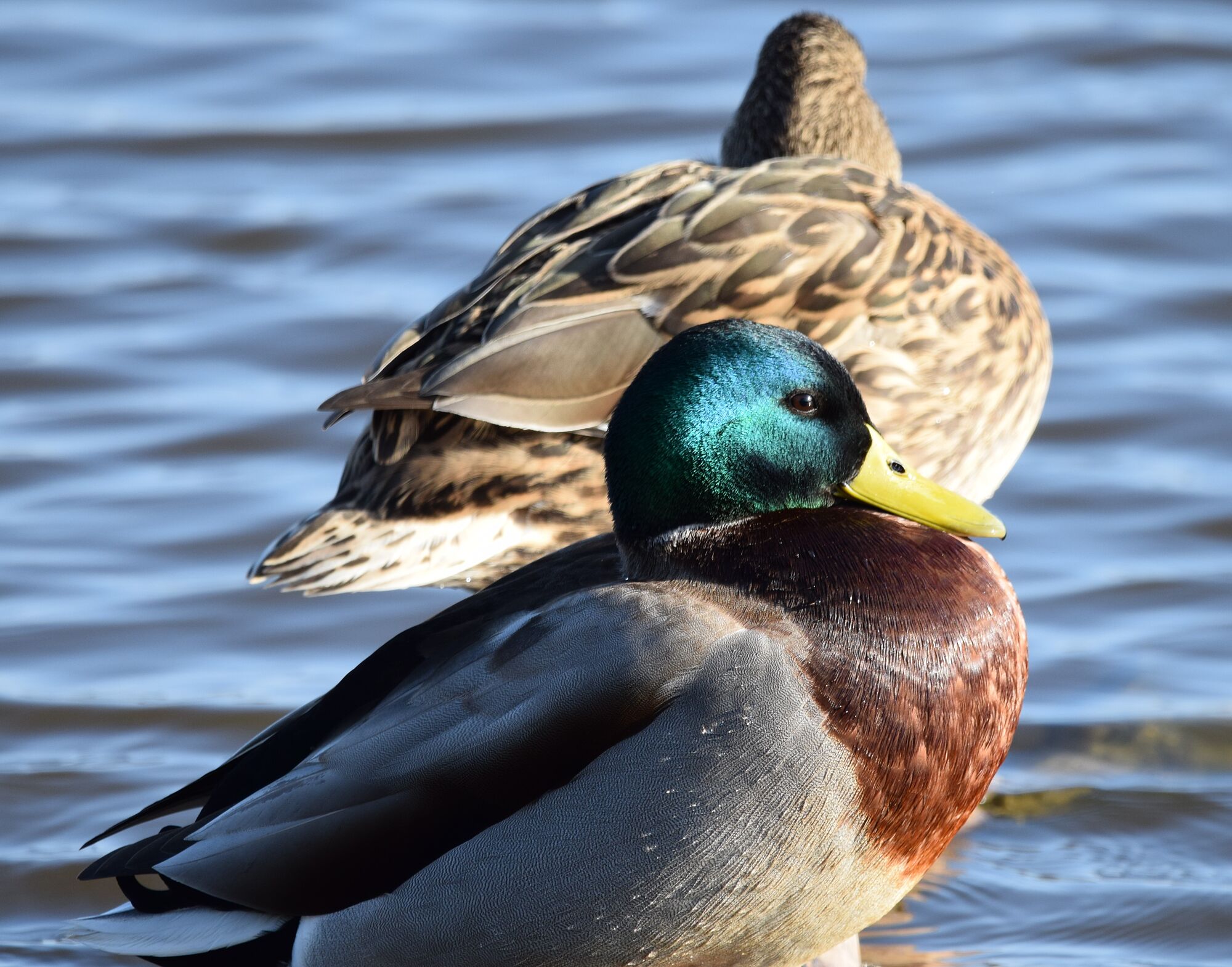 hermosas aves (6)