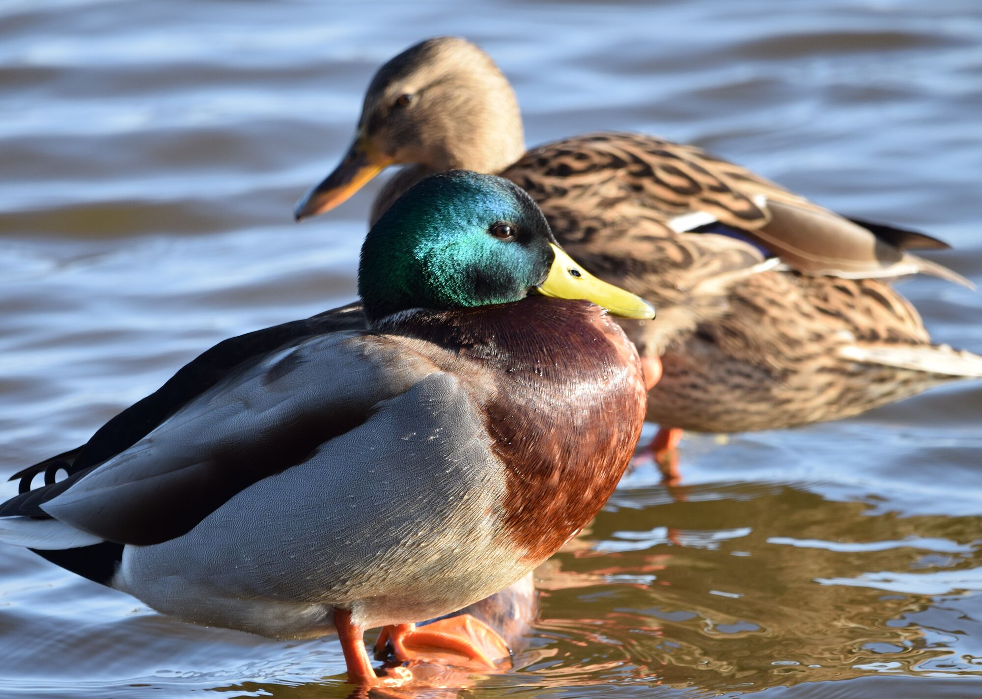 hermosas aves (7)