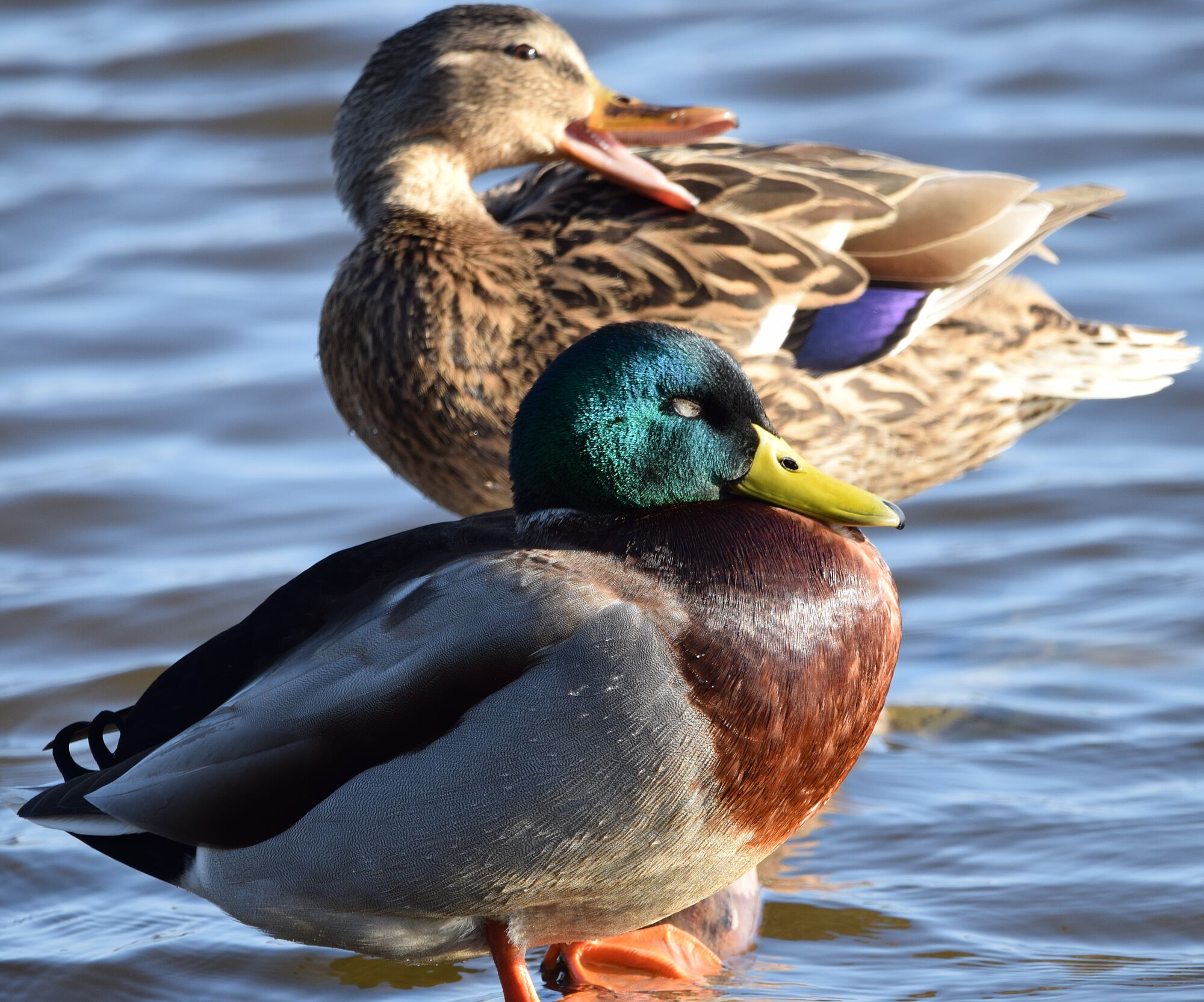 hermosas aves (8)