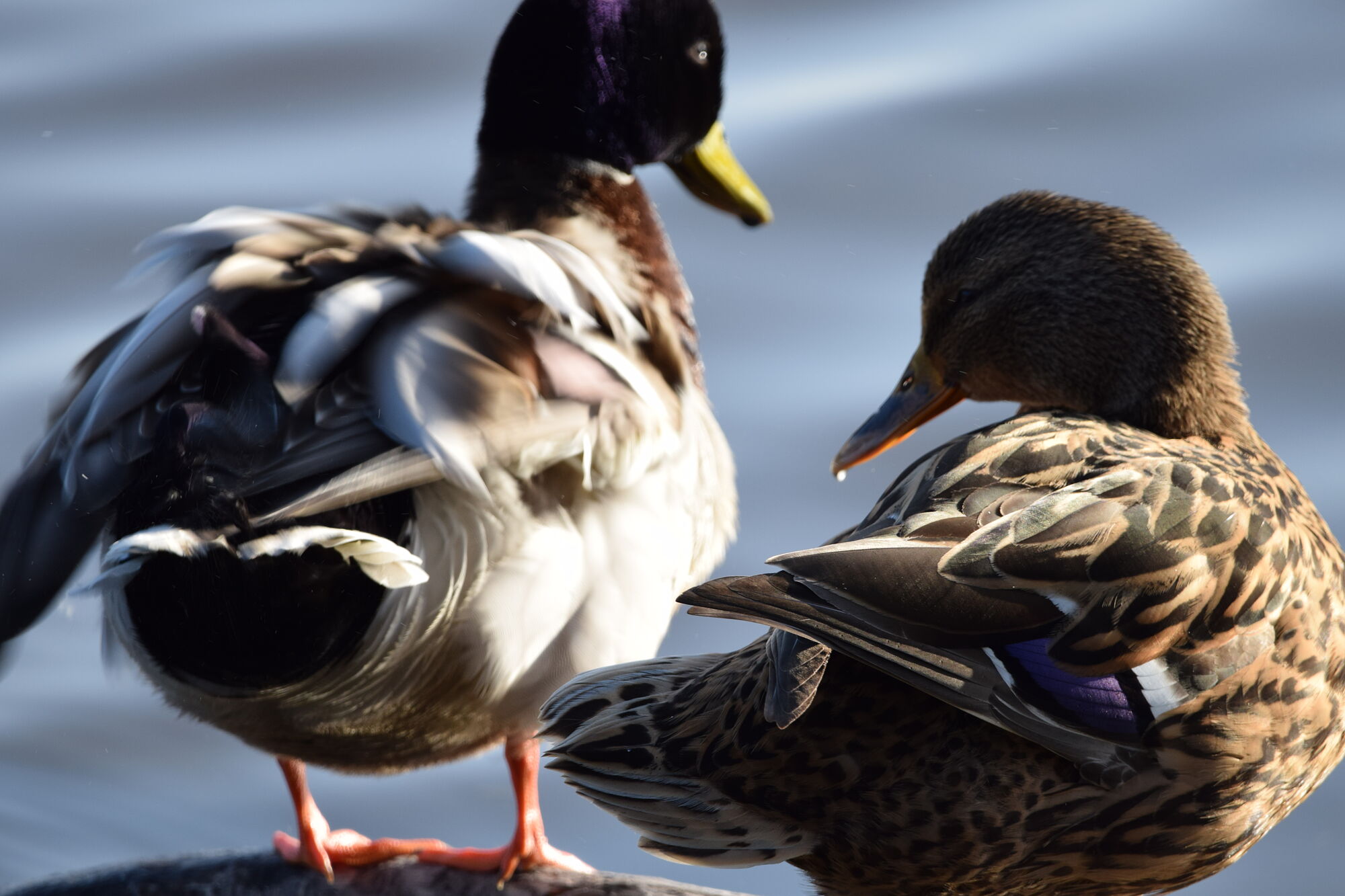 hermosas aves (9)