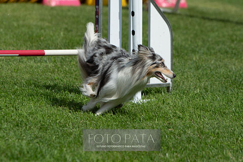 Agility Stock