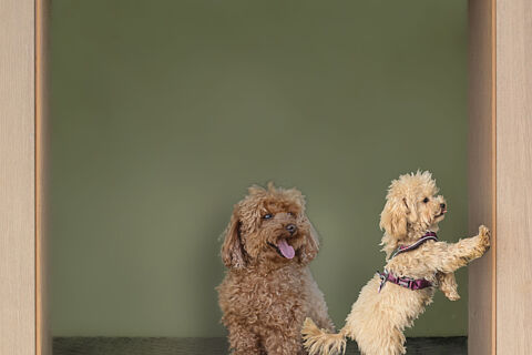 Marco Fotos VIDAPERRA