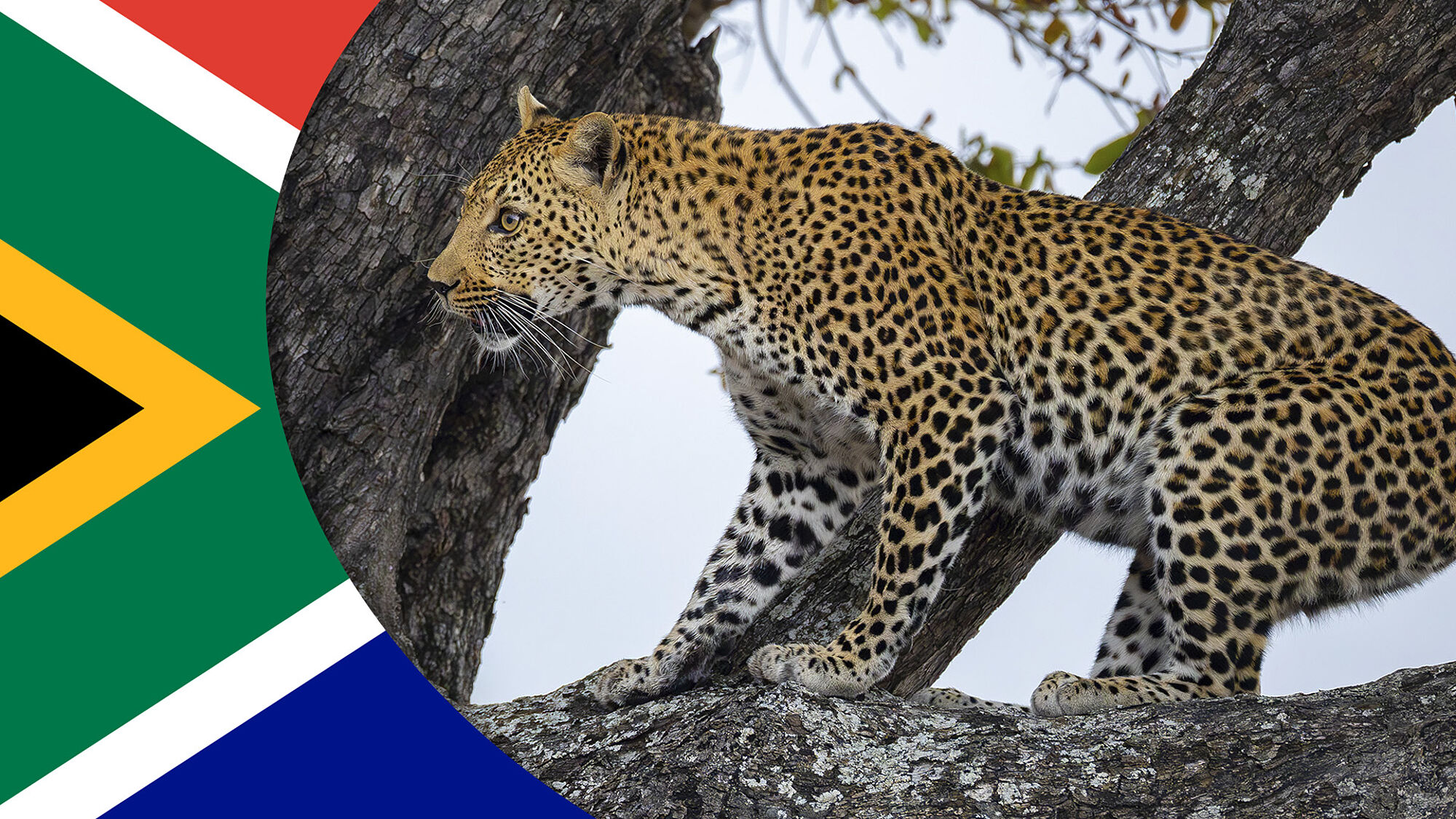 PN Kruger (Sudáfrica)